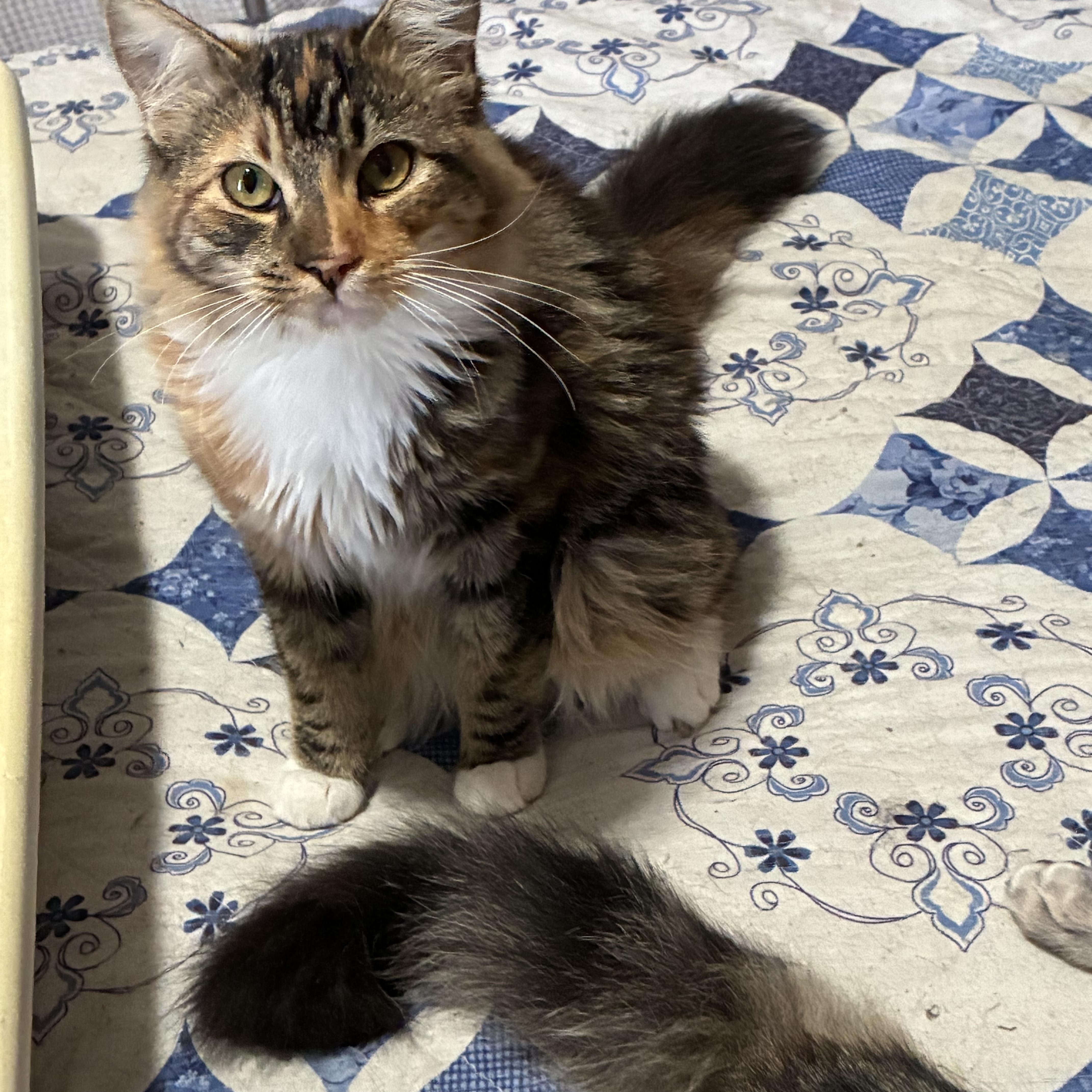 Carmela, Adoptable, Young Female Torbie & Calico.