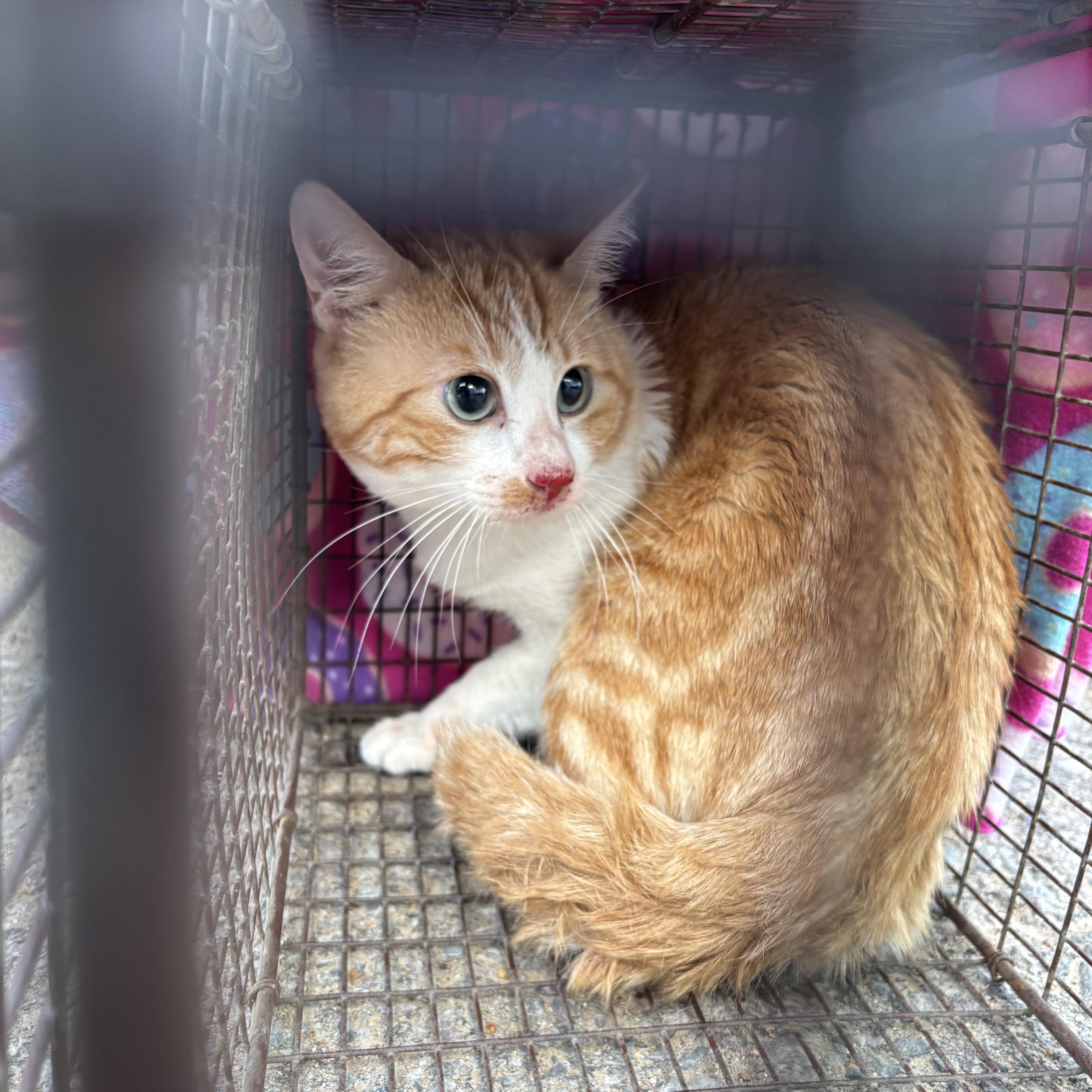 Sunrise BARN CAT, ADOPTABLE, Adult Male Domestic Short Hair.