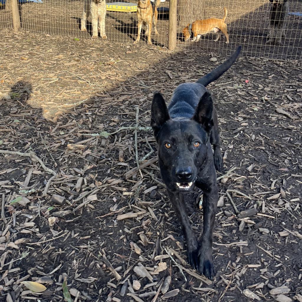 Gemma, a Adoptable mixed breed in Peachtree City, GA image 3/6