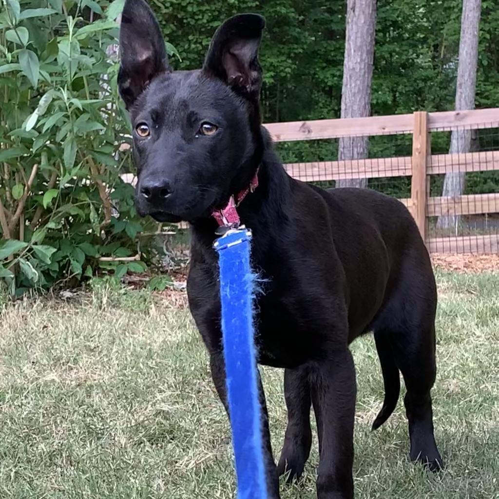 Gemma, a Adoptable mixed breed in Peachtree City, GA image 4/6