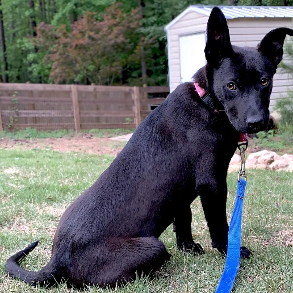 Gemma, a Adoptable mixed breed in Peachtree City, GA image 5/6