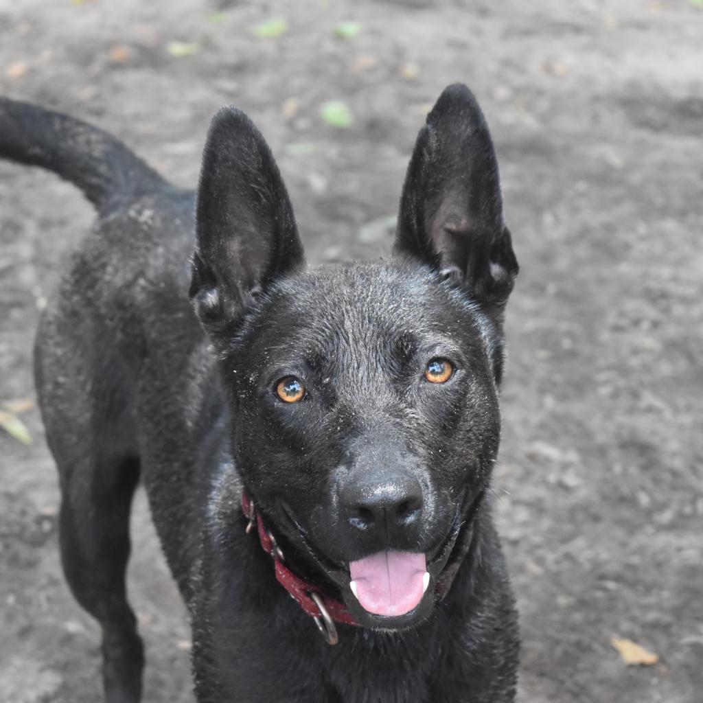 Gemma, a Adoptable mixed breed in Peachtree City, GA image 6/6