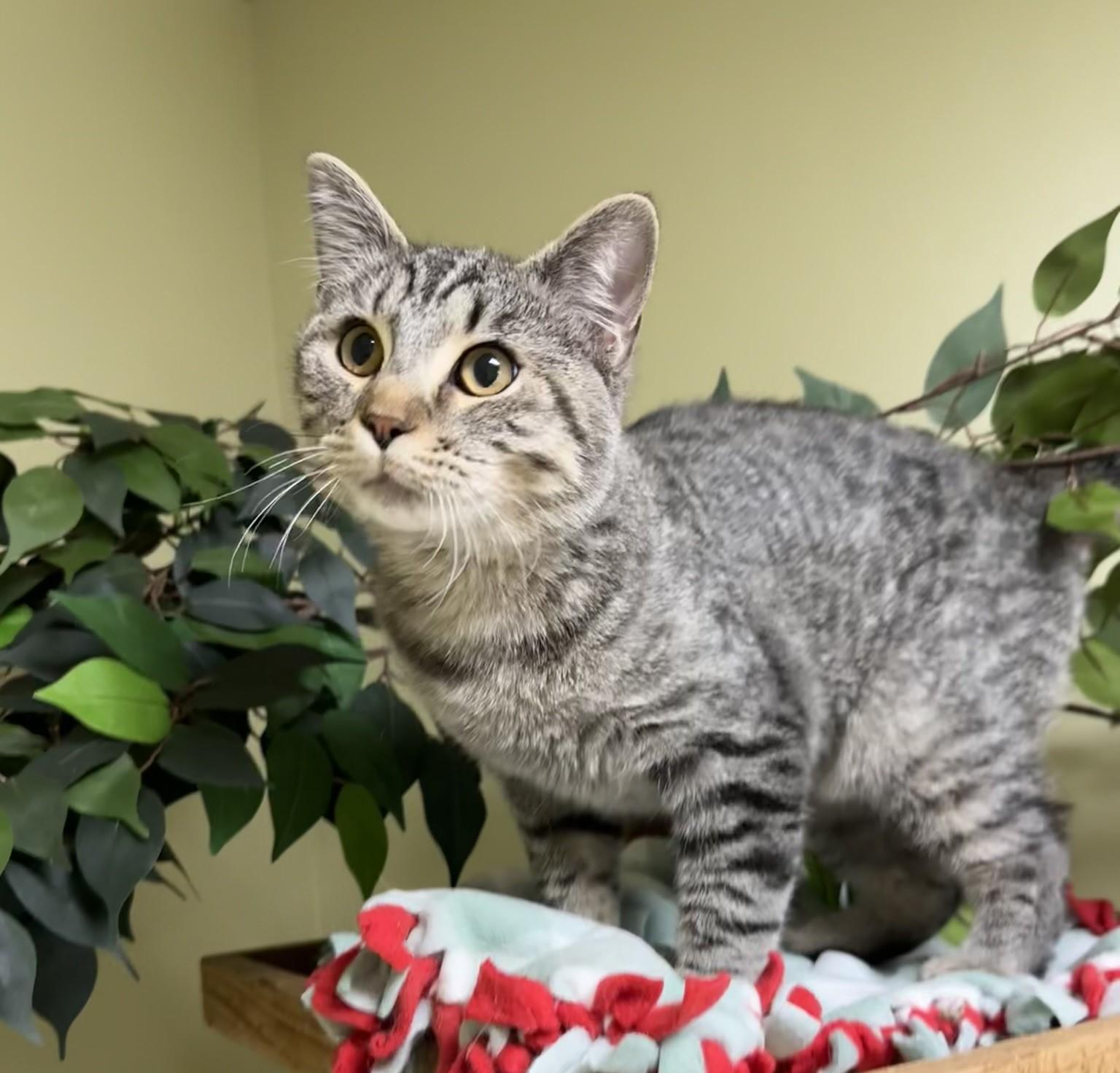 Bruce, Adoptable, Young Male Domestic Short Hair.