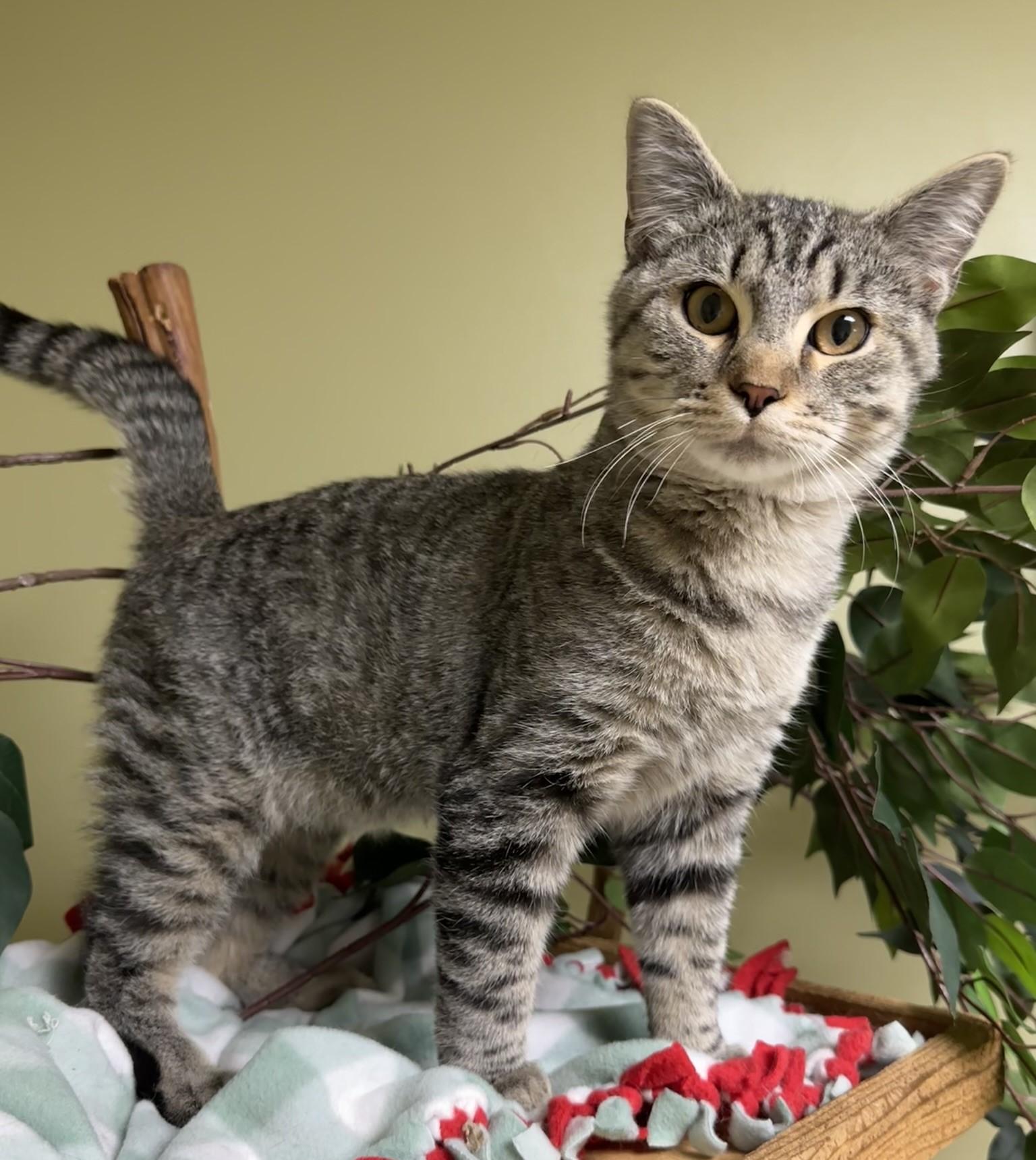 Bruce, a Adoptable Domestic Short Hair in Hastings, NE image 2/4
