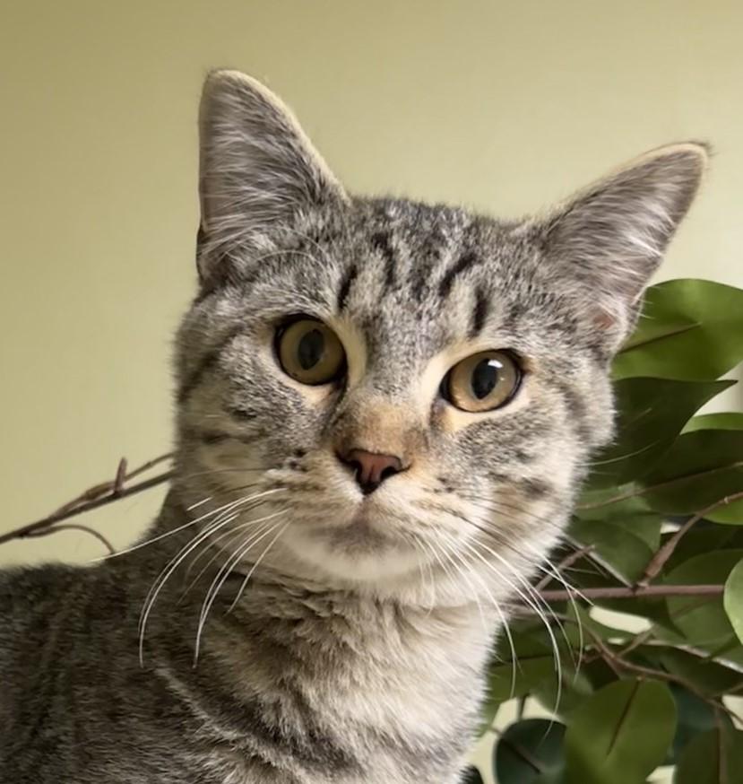 Bruce, a Adoptable Domestic Short Hair in Hastings, NE image 3/4