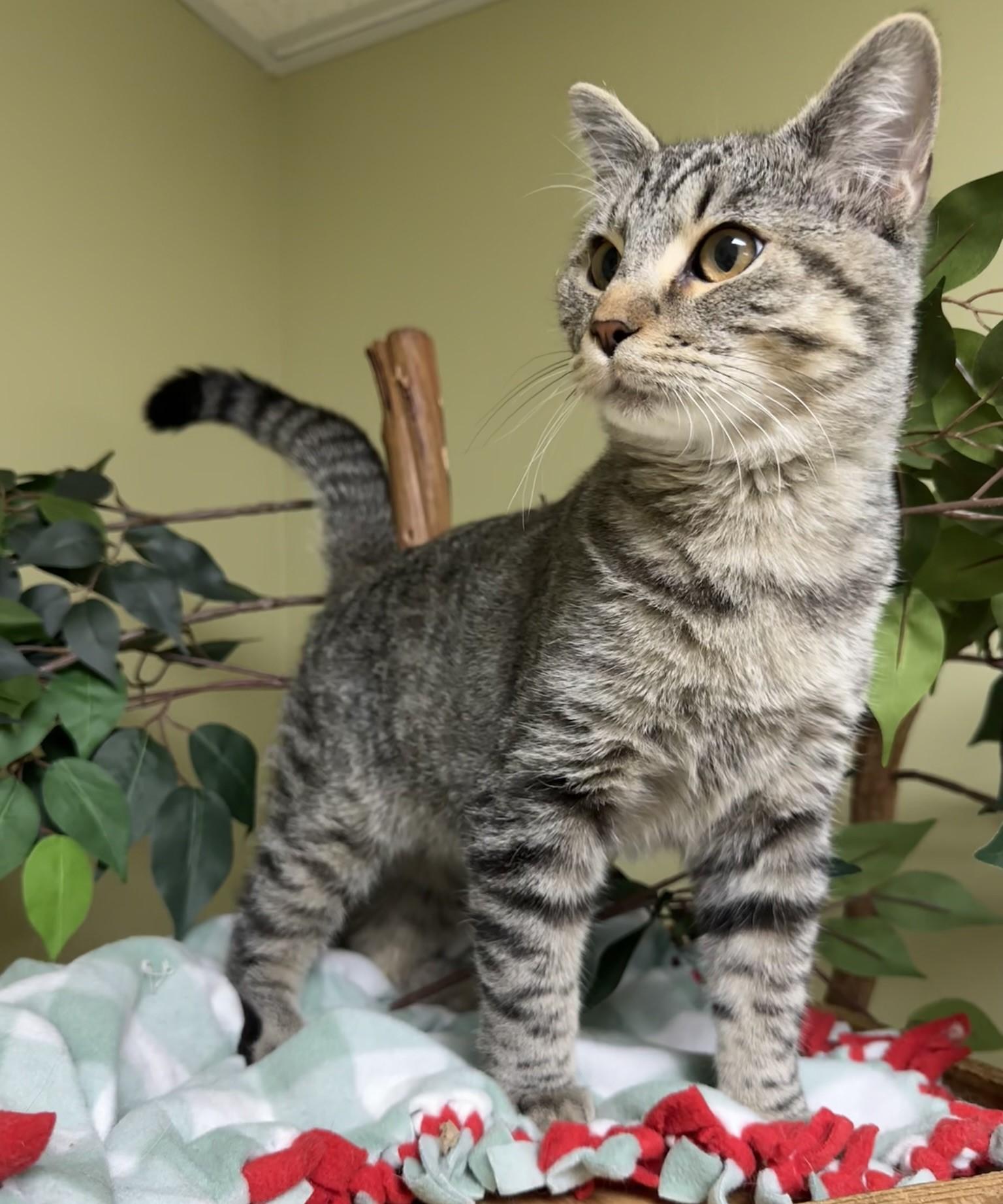 Bruce, a Adoptable Domestic Short Hair in Hastings, NE image 4/4