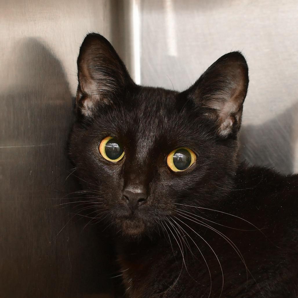 Enlarge Olive, a Adoptable Domestic Short Hair in Emporia, KS image 1/1