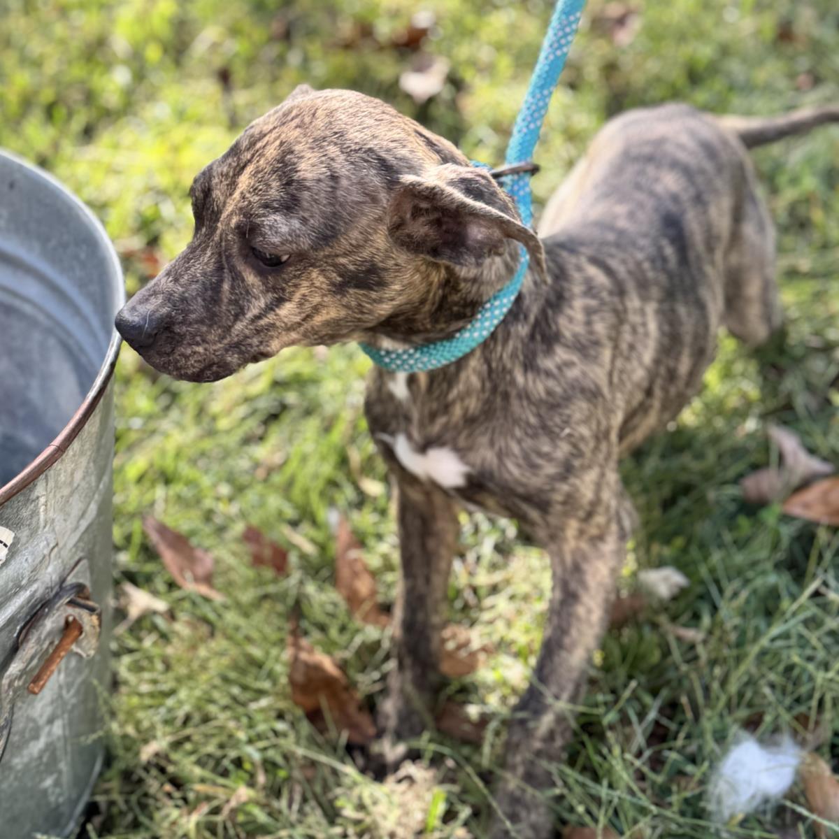 Sylvia, Adoptable, Puppy Female Chihuahua & Hound.