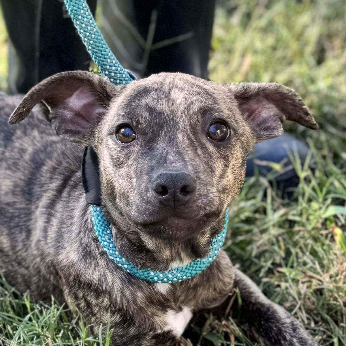 Enlarge Sylvia, a Adoptable mixed breed in Locust Fork, AL image 2/3