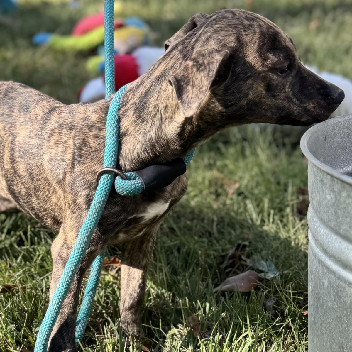 Enlarge Sylvia, a Adoptable mixed breed in Locust Fork, AL image 3/3