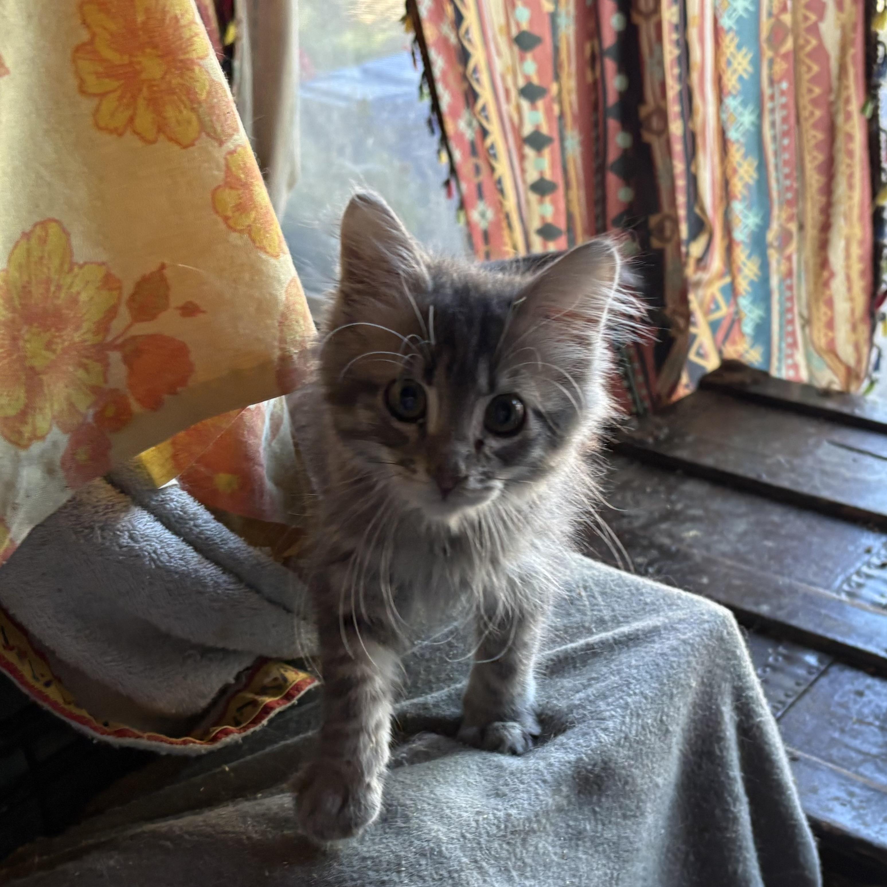 Enlarge Charlie, a Adoptable mixed breed in Whittier, CA image 2/4