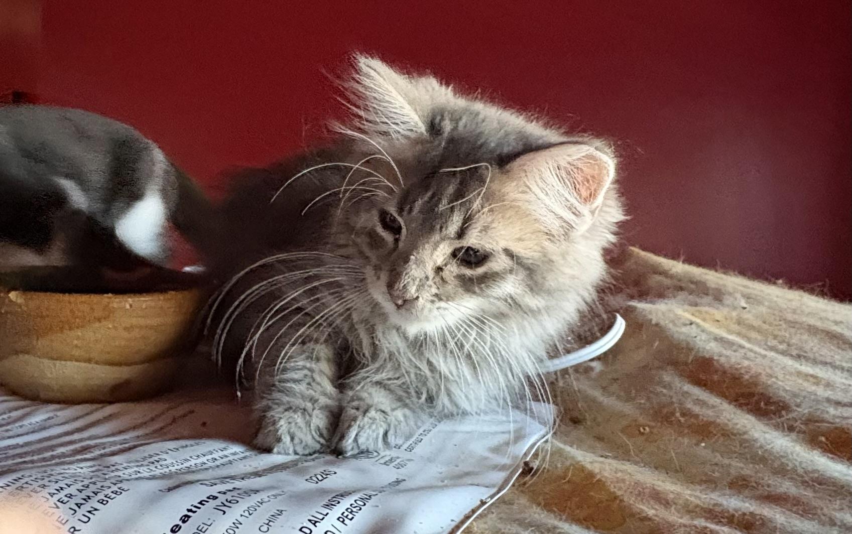 Charlie, Adoptable, Kitten Male Domestic Medium Hair.