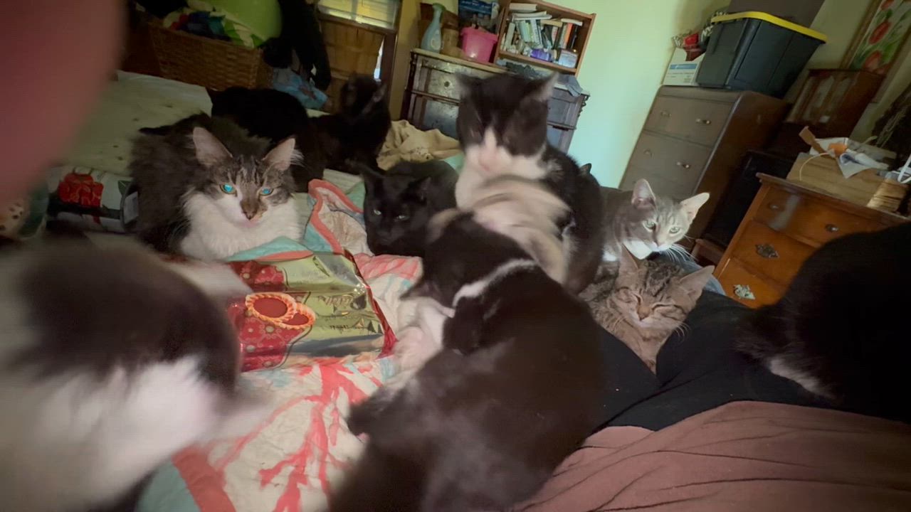 Enlarge Charlie, a Adoptable mixed breed in Whittier, CA video 4/4