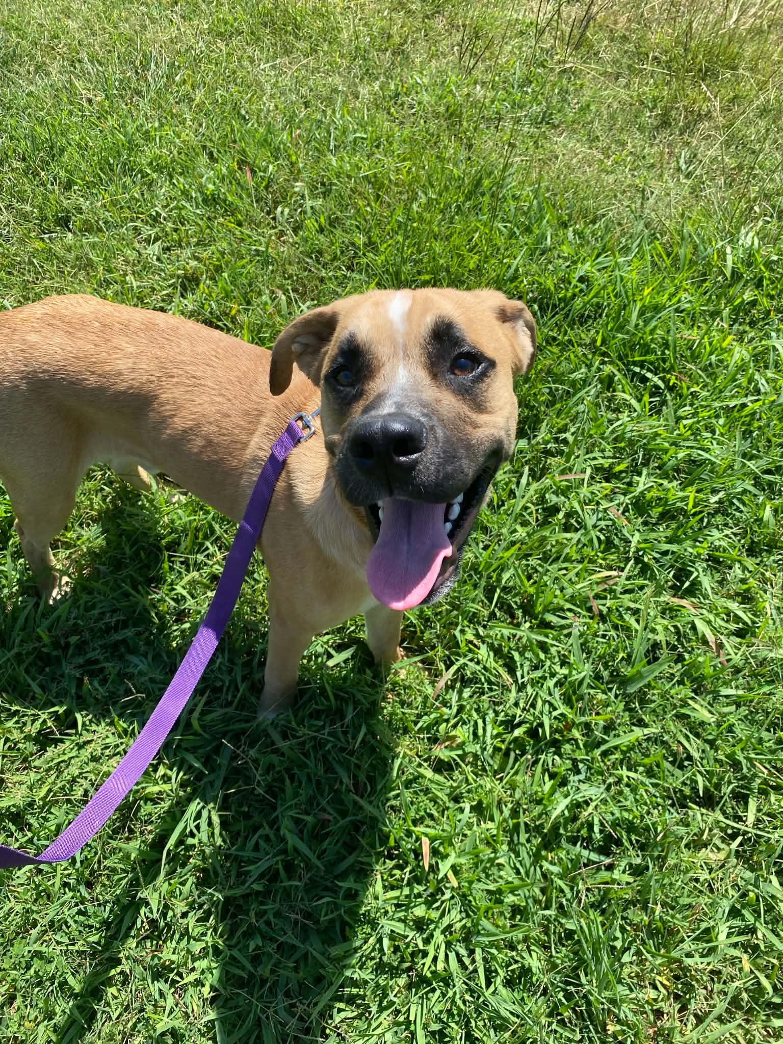 Enlarge Py, a Adopted mixed breed in Landrum, SC image 1/6