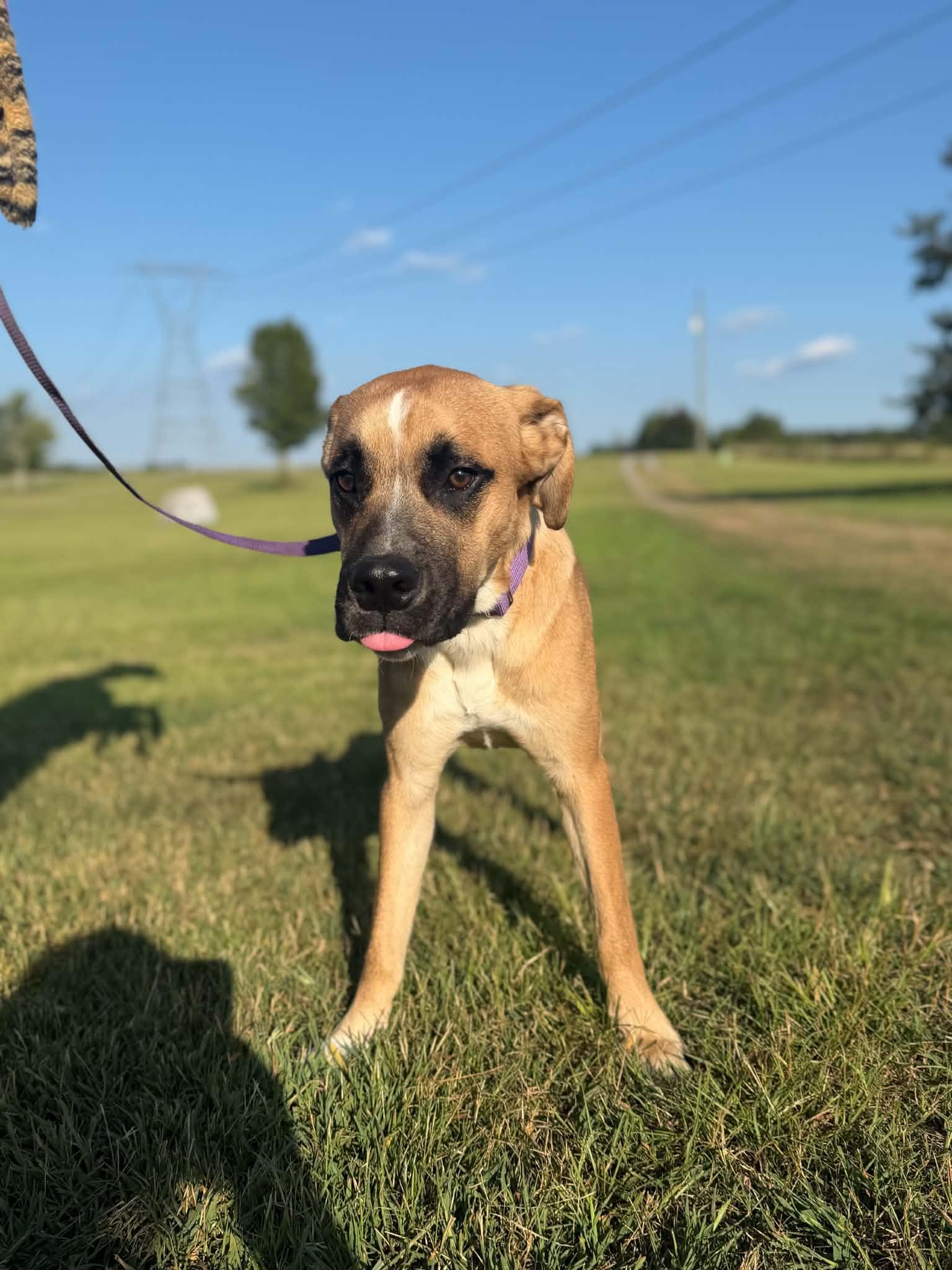 Enlarge Py, a Adopted mixed breed in Landrum, SC image 4/6