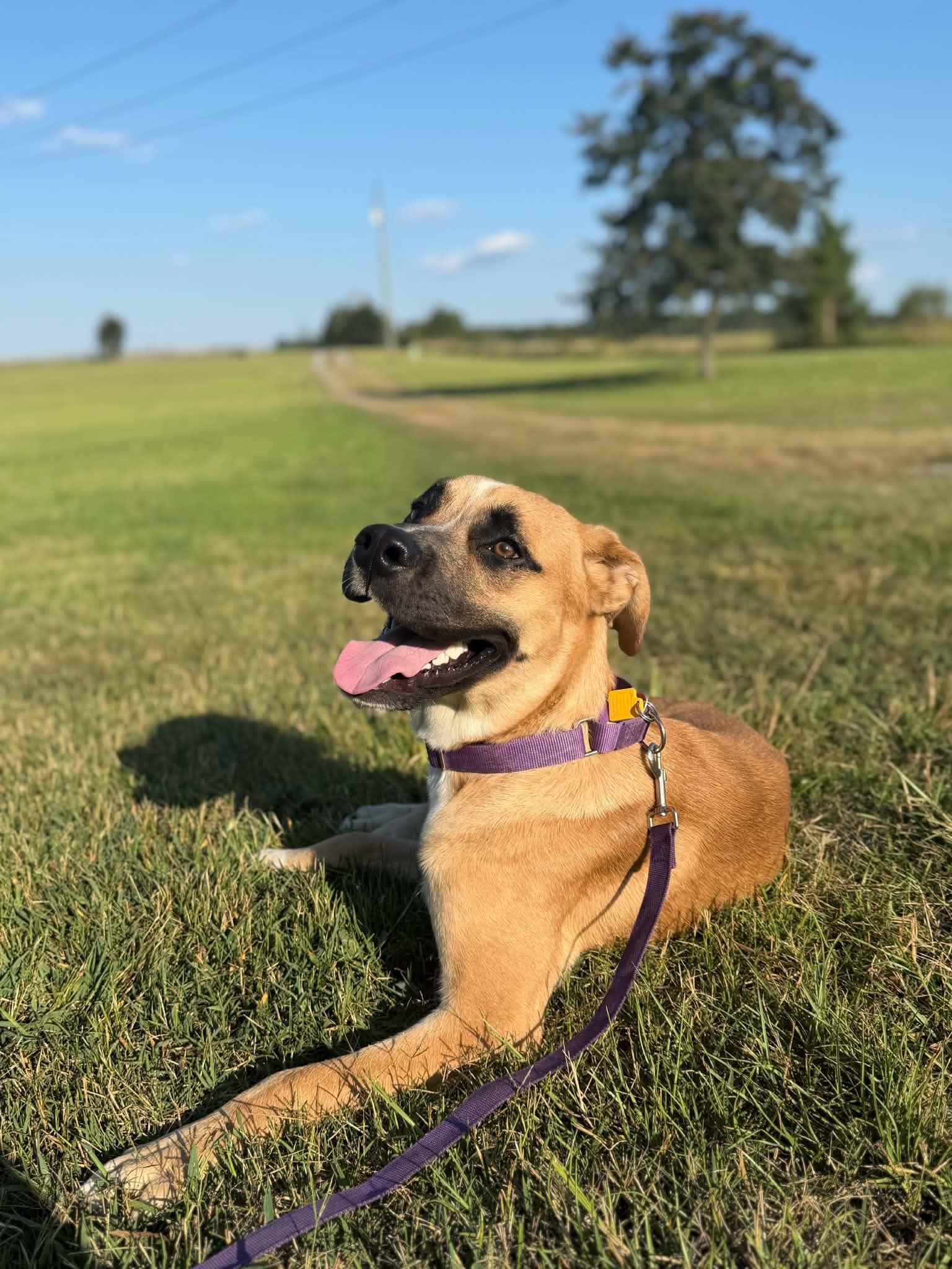 Enlarge Py, a Adopted mixed breed in Landrum, SC image 5/6