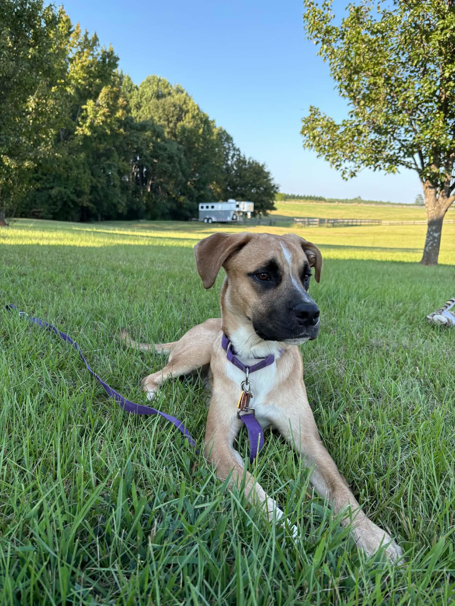 Enlarge Py, a Adopted mixed breed in Landrum, SC image 2/6