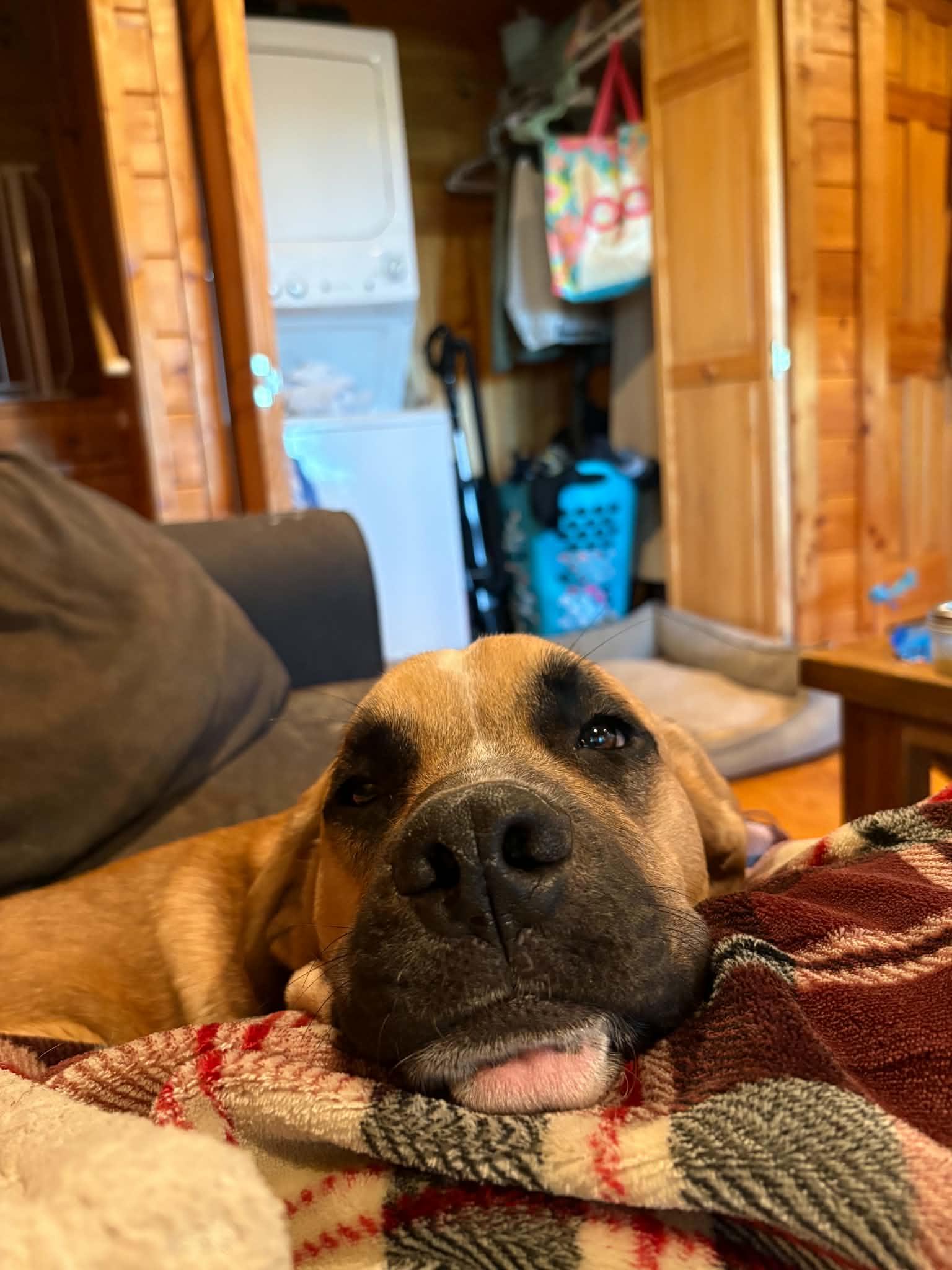 Enlarge Py, a Adopted mixed breed in Landrum, SC image 6/6