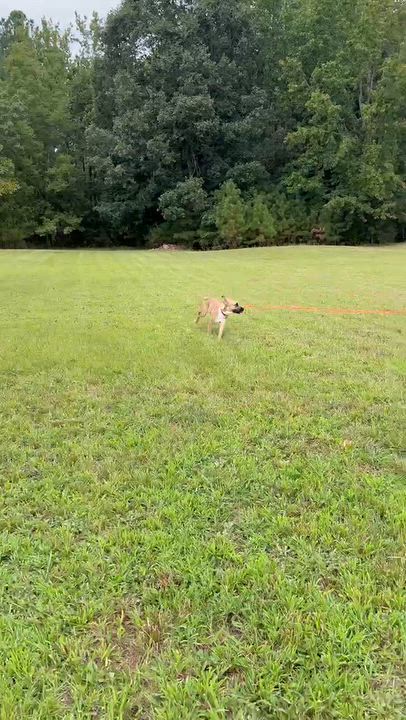 Enlarge Py, a Adopted mixed breed in Landrum, SC video 3/6