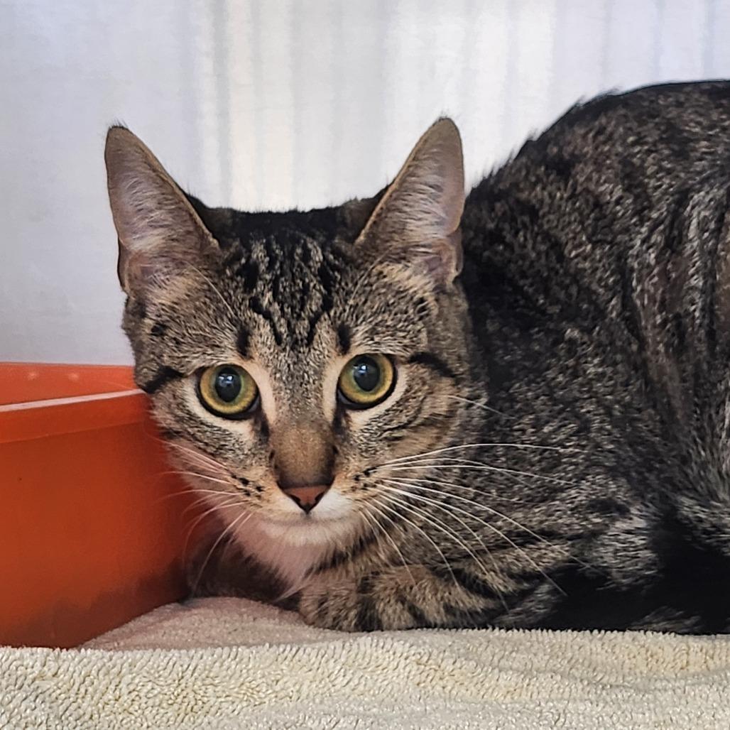 Artemis, Adoptable, Adult Female Domestic Short Hair.