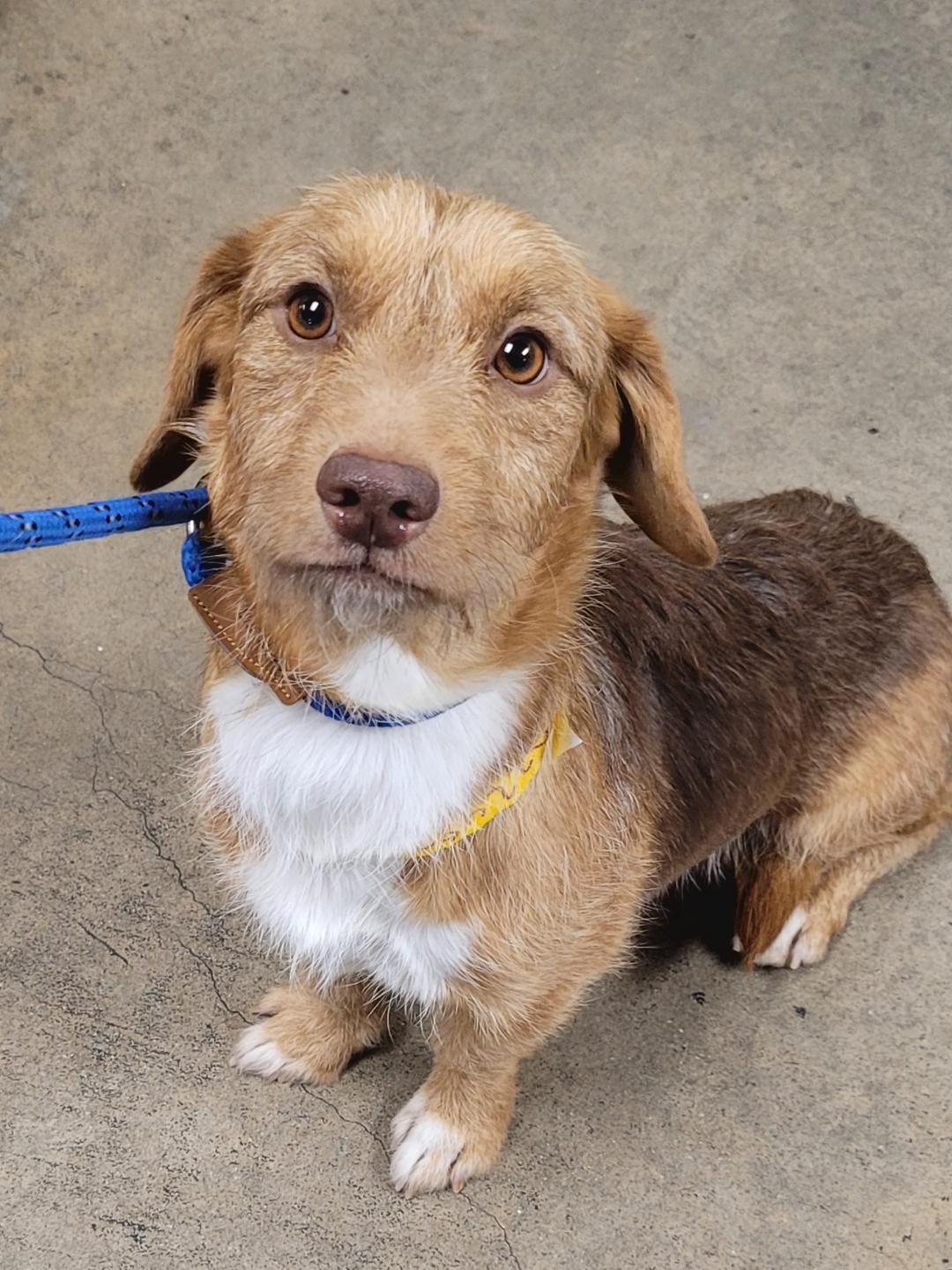 Enlarge Miranda , an adoption pending mixed breed in Los Angeles, CA image 1/1