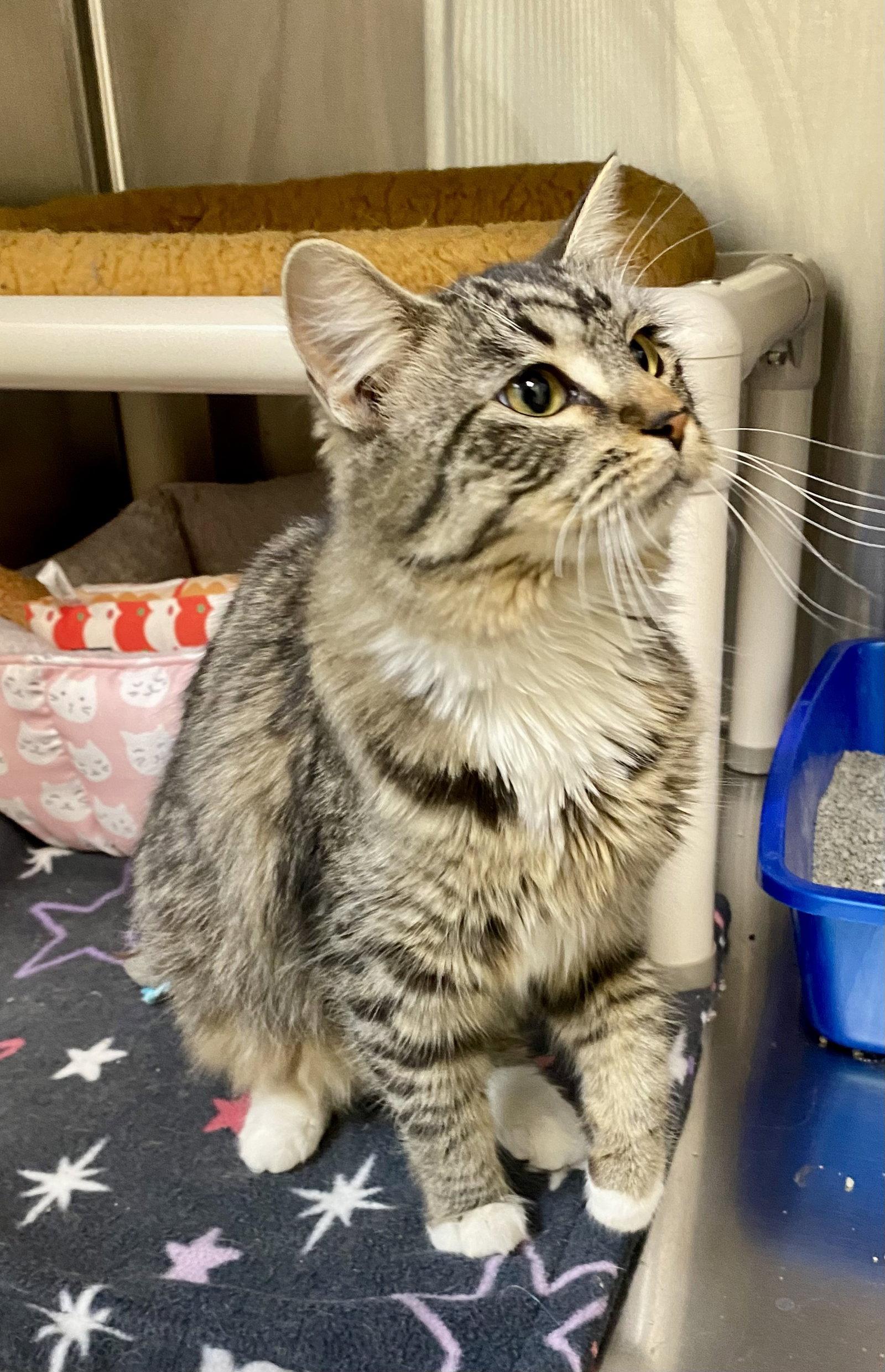 Coleslaw, a Adoptable mixed breed in Fargo, ND image 2/2
