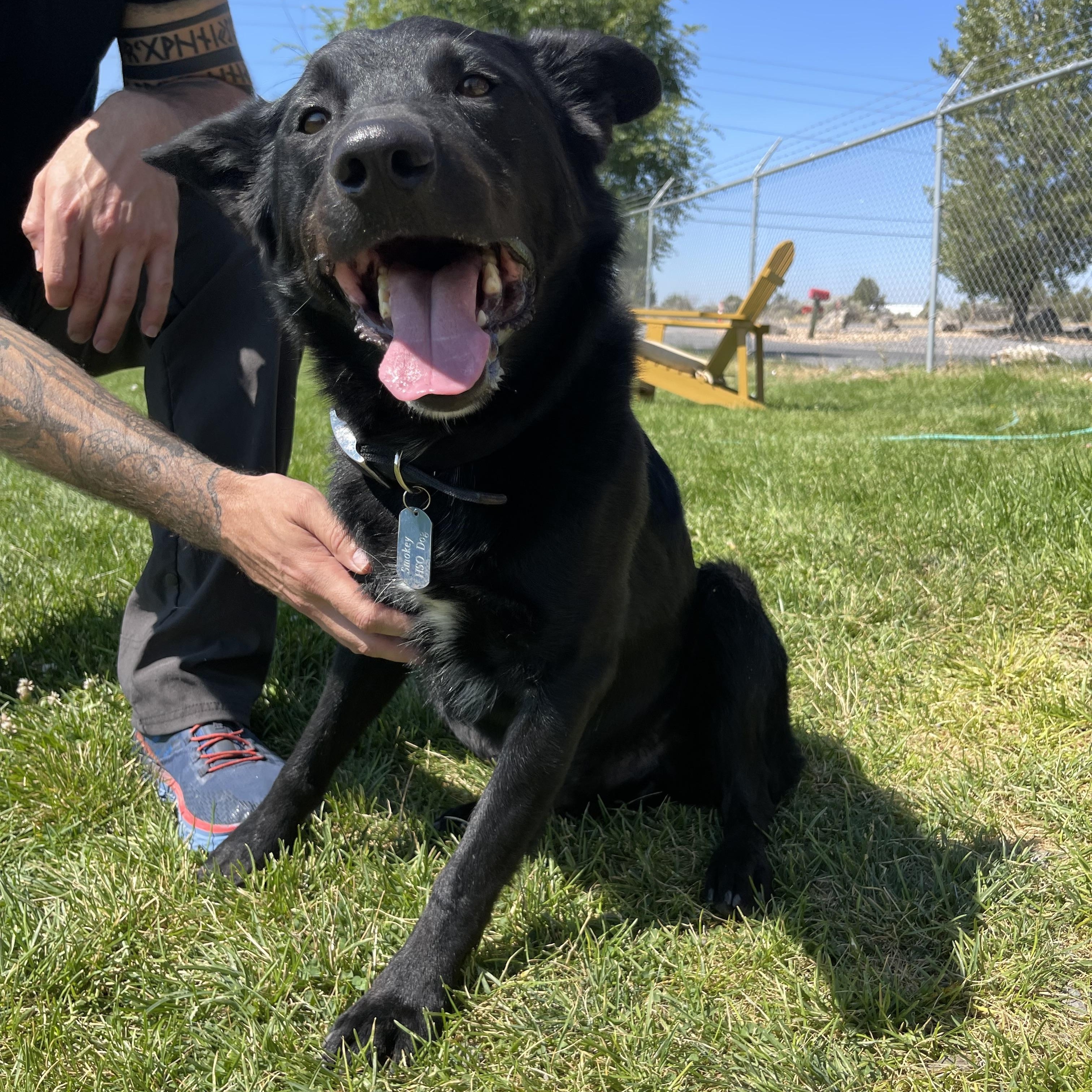 Smokey, an adoptable Border Collie, Black Labrador Retriever in Prineville, OR, 97754 | Photo Image 2