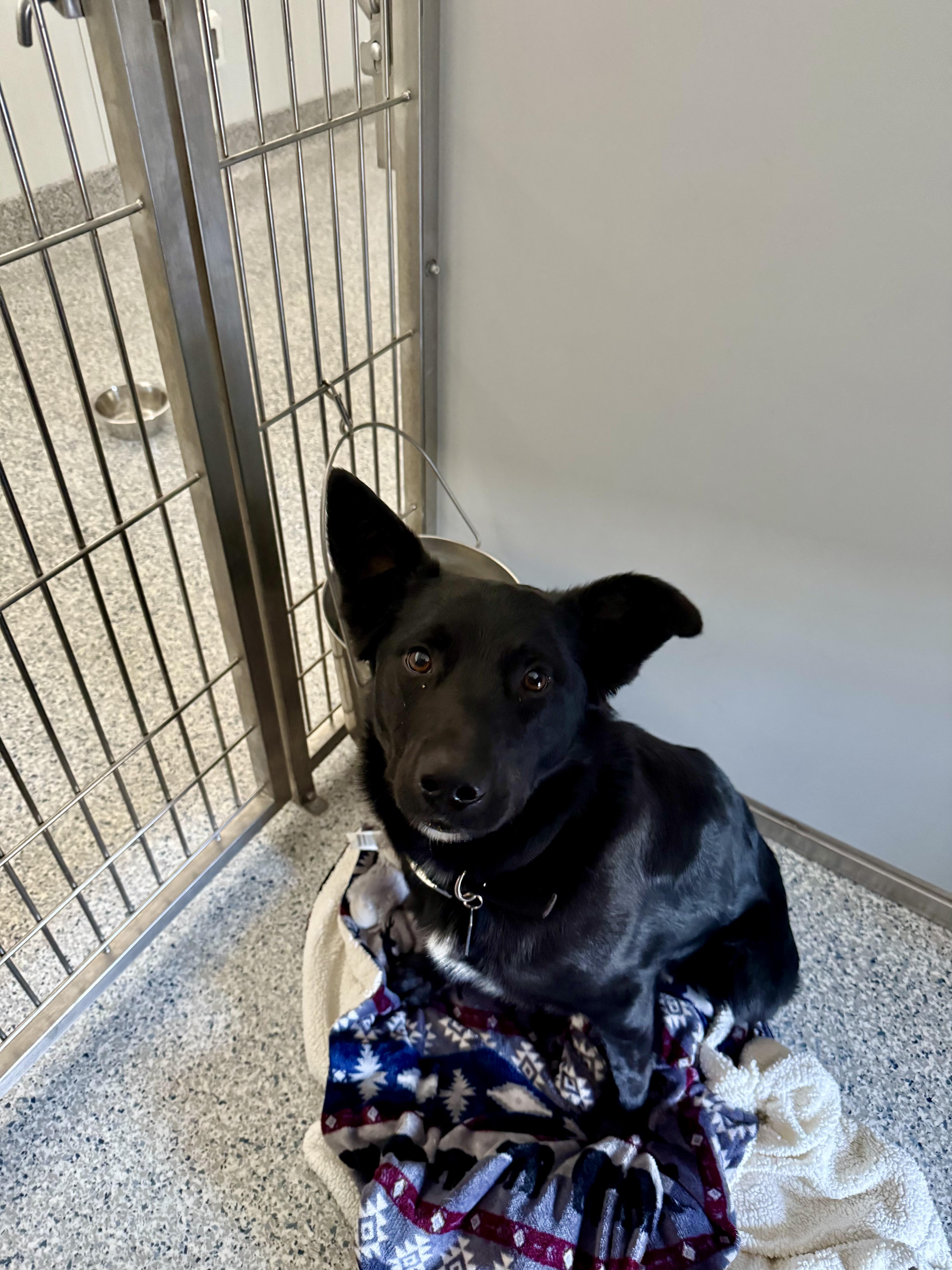 Smokey, an adoptable Border Collie, Black Labrador Retriever in Prineville, OR, 97754 | Photo Image 6