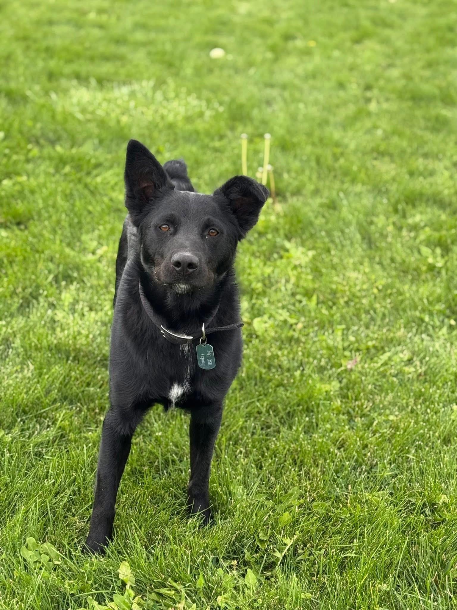 Smokey, an adoptable Border Collie, Black Labrador Retriever in Prineville, OR, 97754 | Photo Image 1