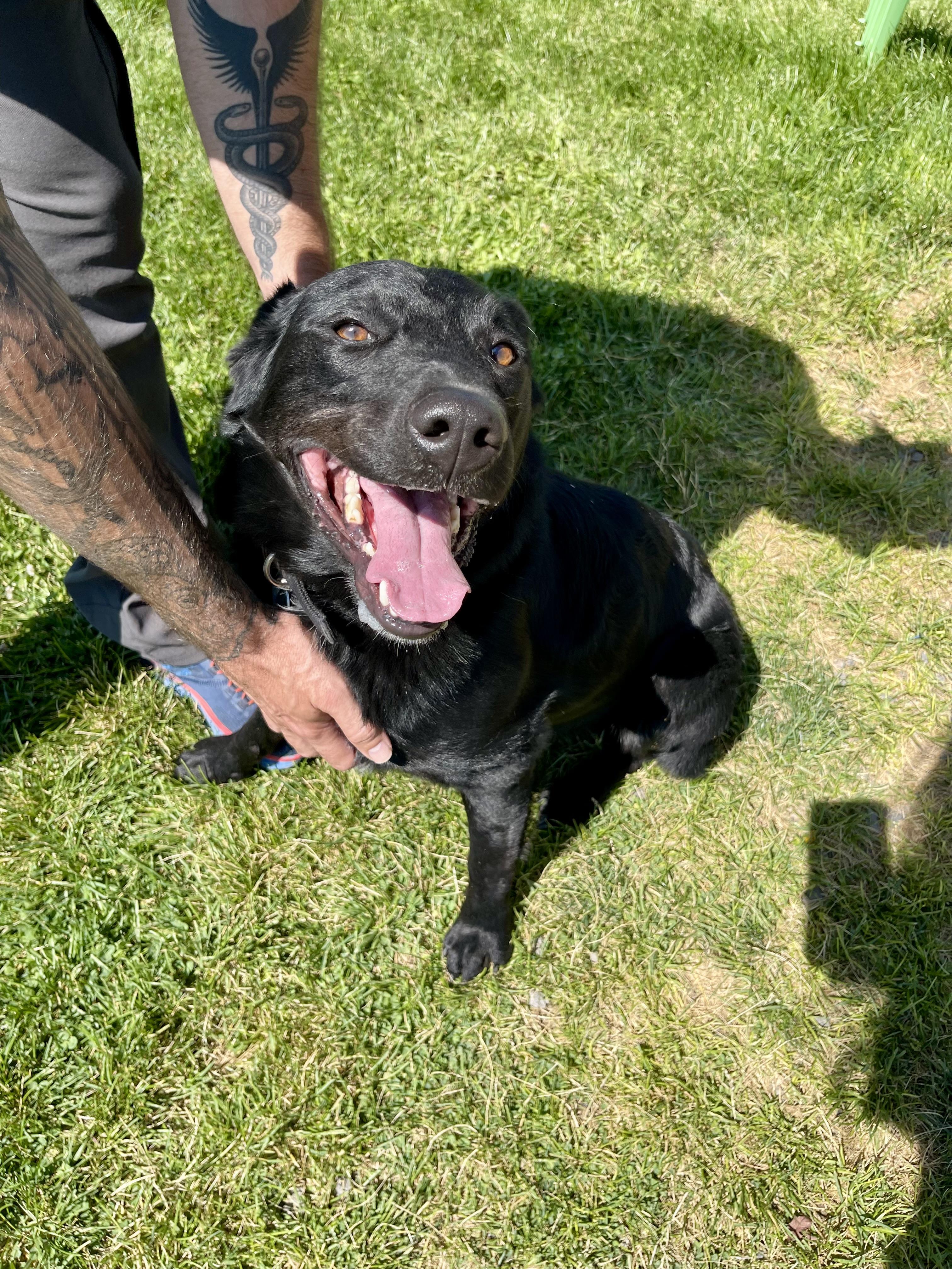 Smokey, an adoptable Border Collie, Black Labrador Retriever in Prineville, OR, 97754 | Photo Image 4