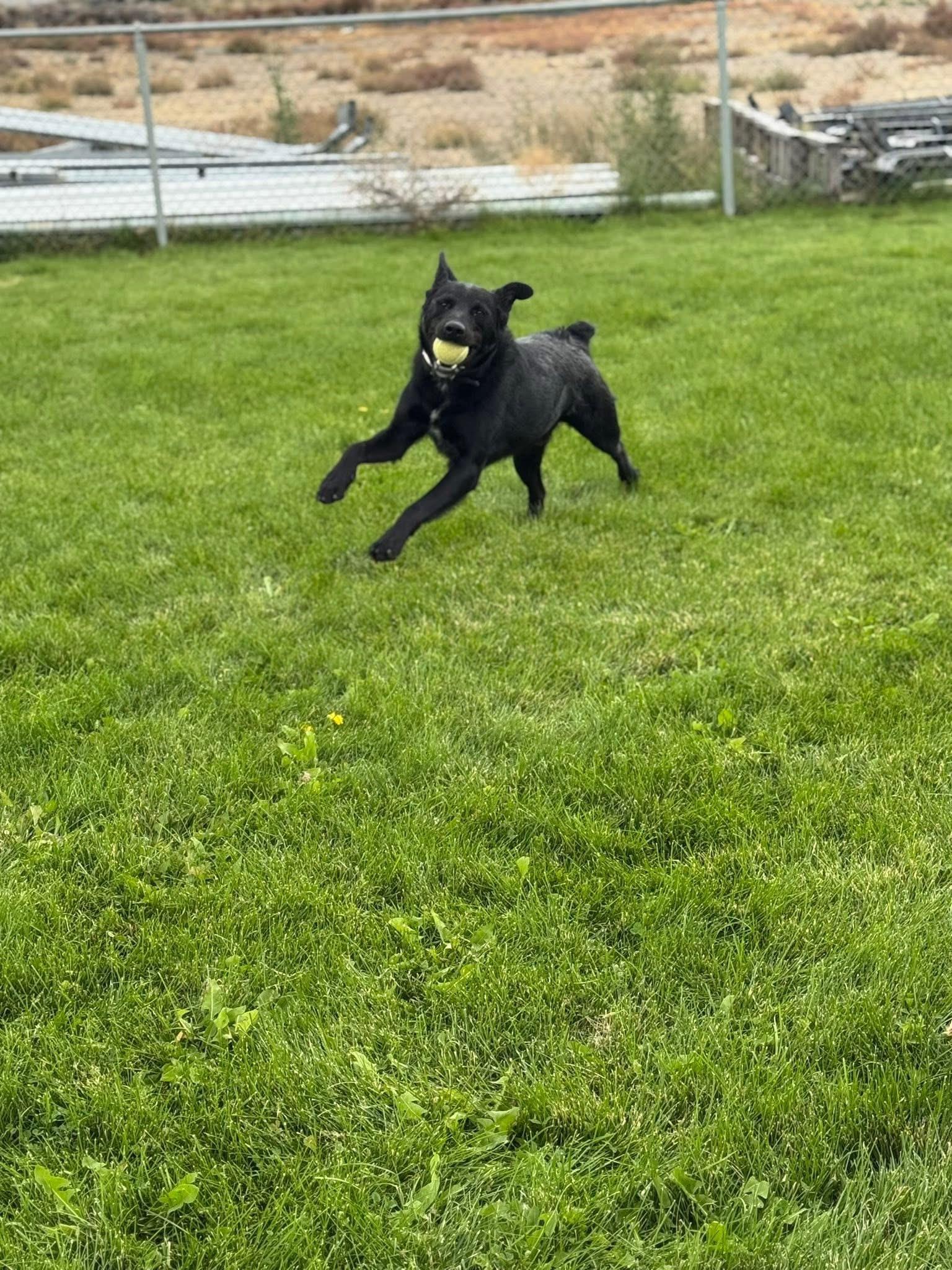 Smokey, an adoptable Border Collie, Black Labrador Retriever in Prineville, OR, 97754 | Photo Image 5