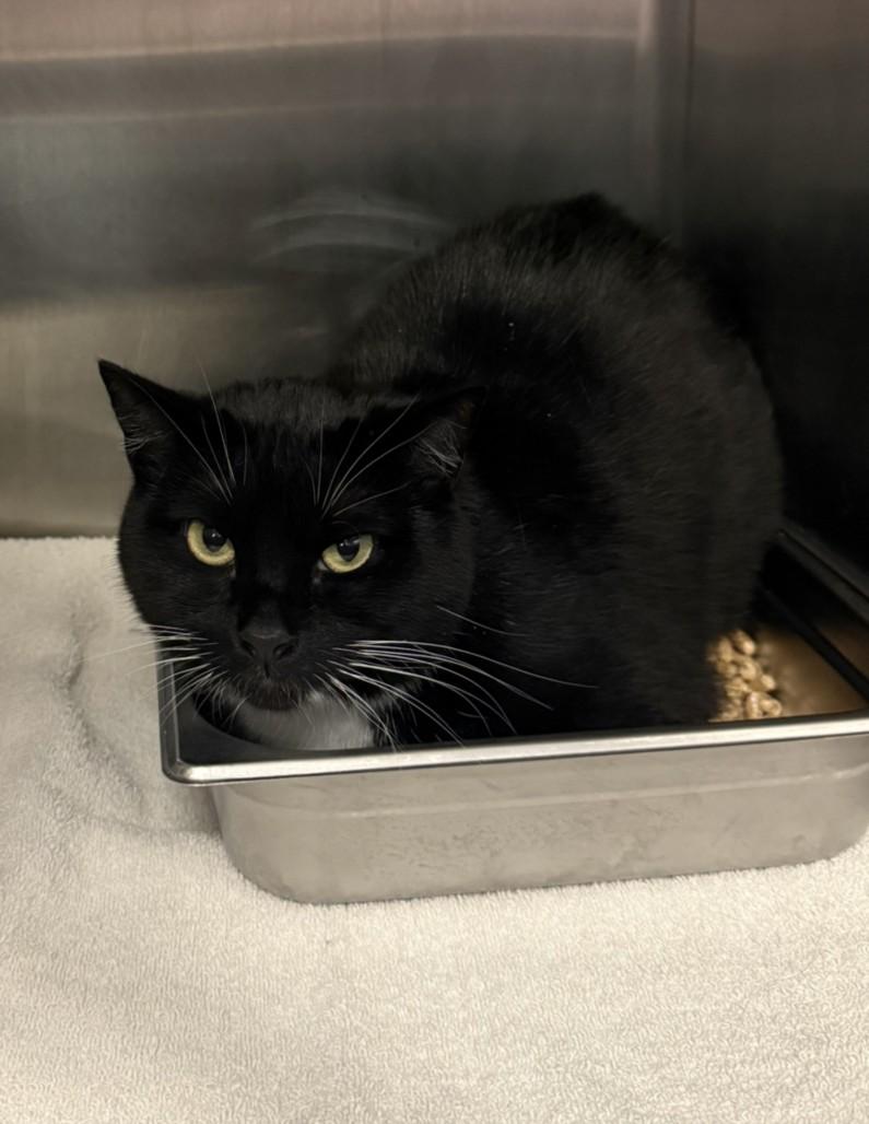 BELLE, Adoptable, Adult Female Domestic Short Hair.