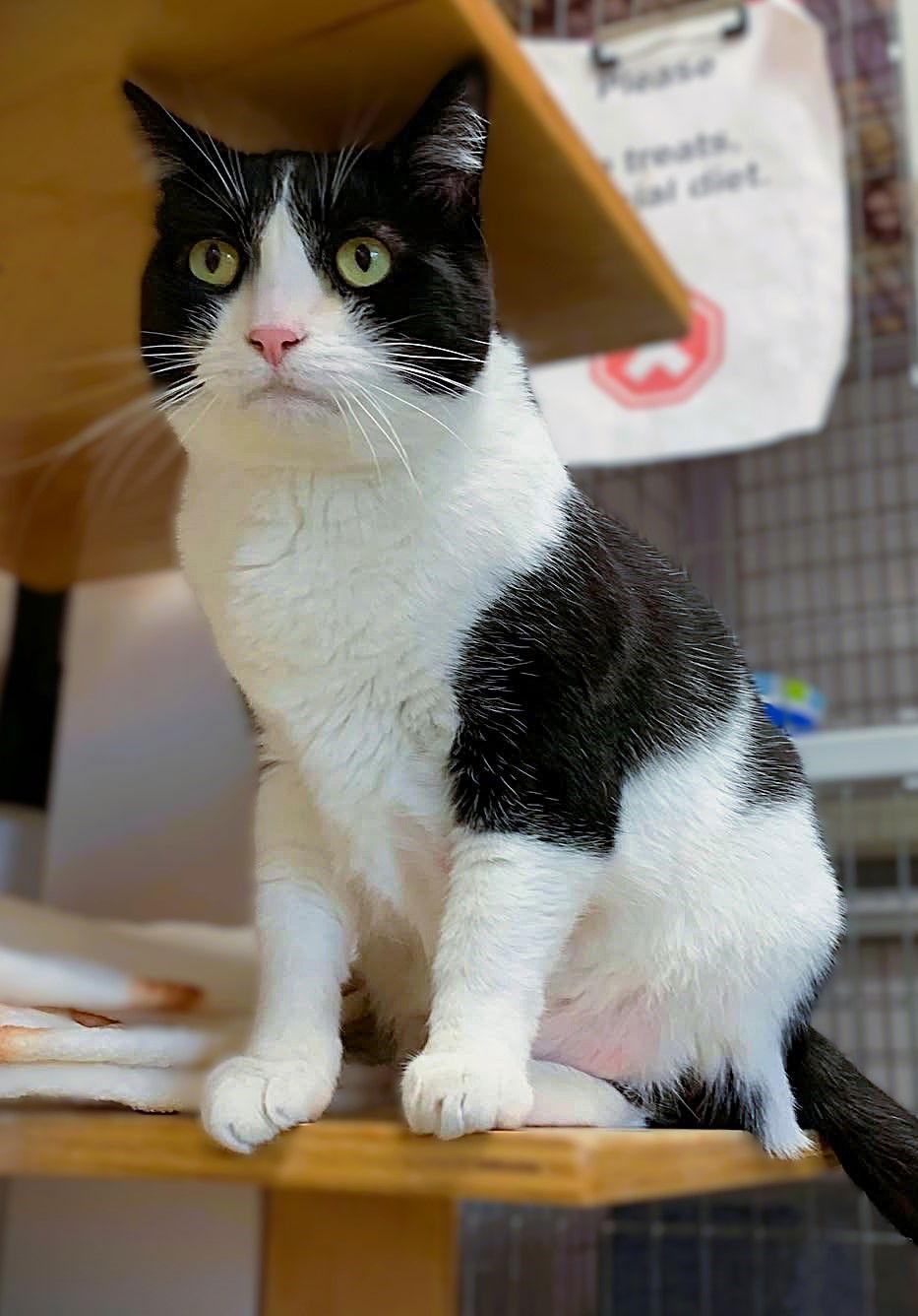 Luna, a Adoptable Domestic Short Hair in Seal Beach, CA image 1/3