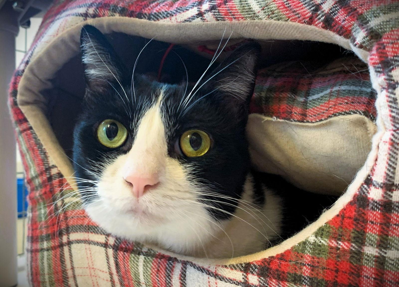 Luna, a Adoptable Domestic Short Hair in Seal Beach, CA image 2/3