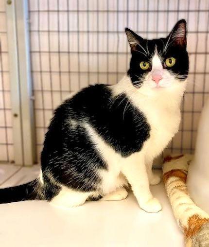 Luna, Adoptable, Adult Female Domestic Short Hair.