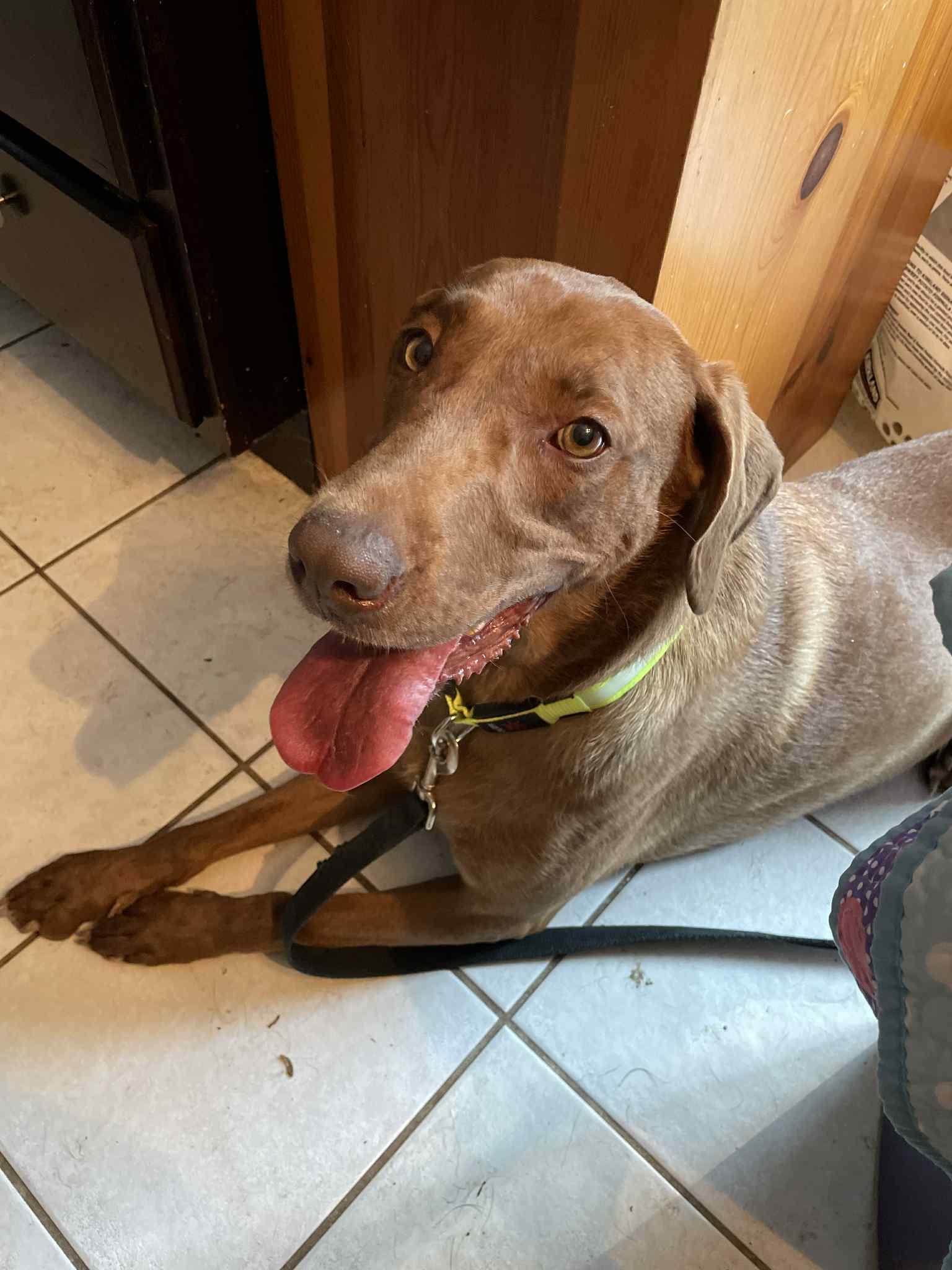 Bocephus "Bo" photo 2