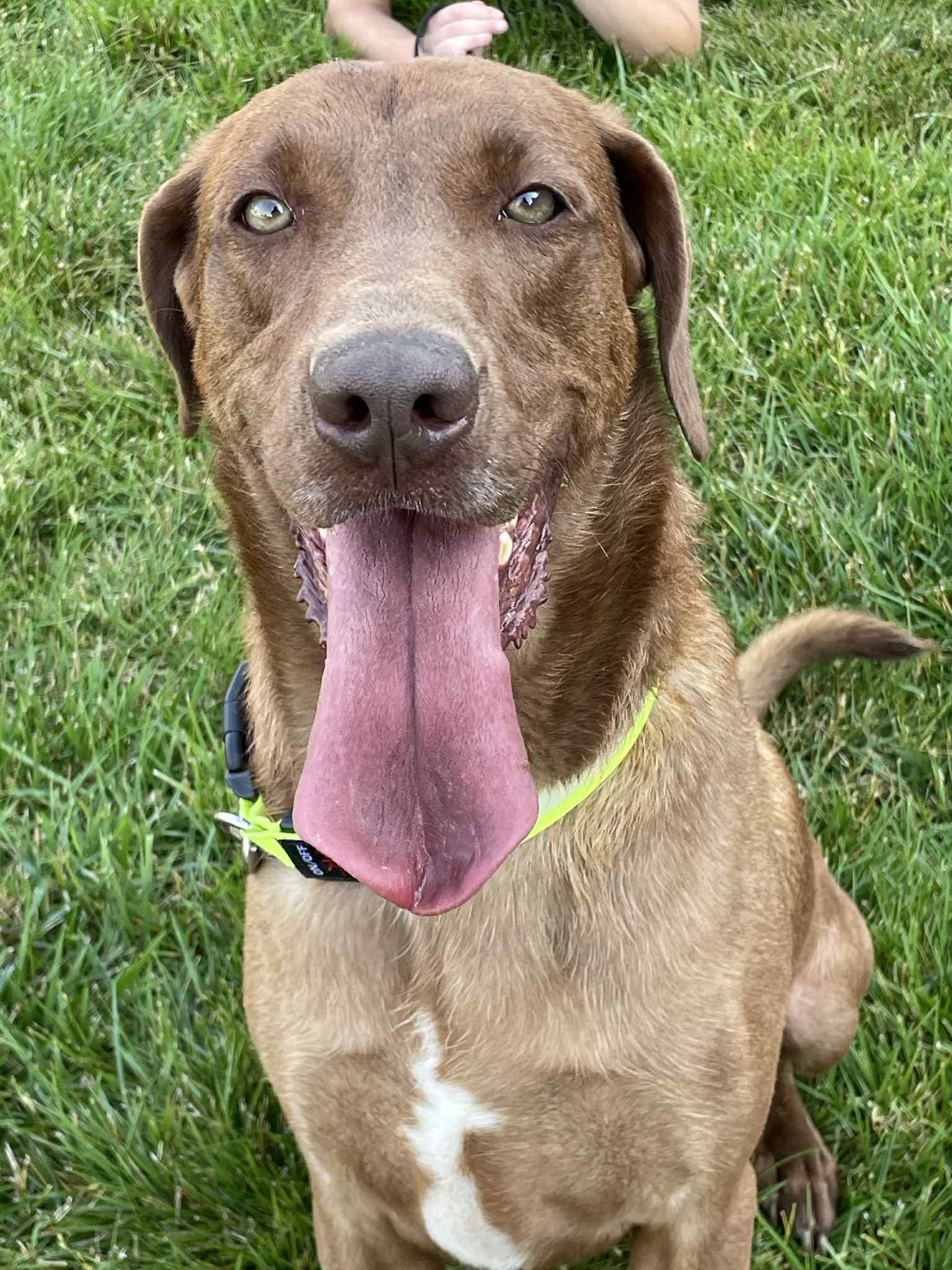 Bocephus "Bo", Young Male Labrador Retriever