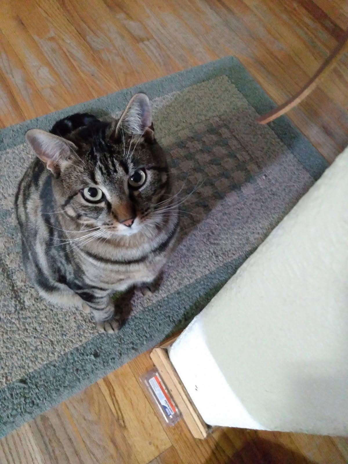 Gemma, Adoptable, Adult Female Domestic Short Hair.