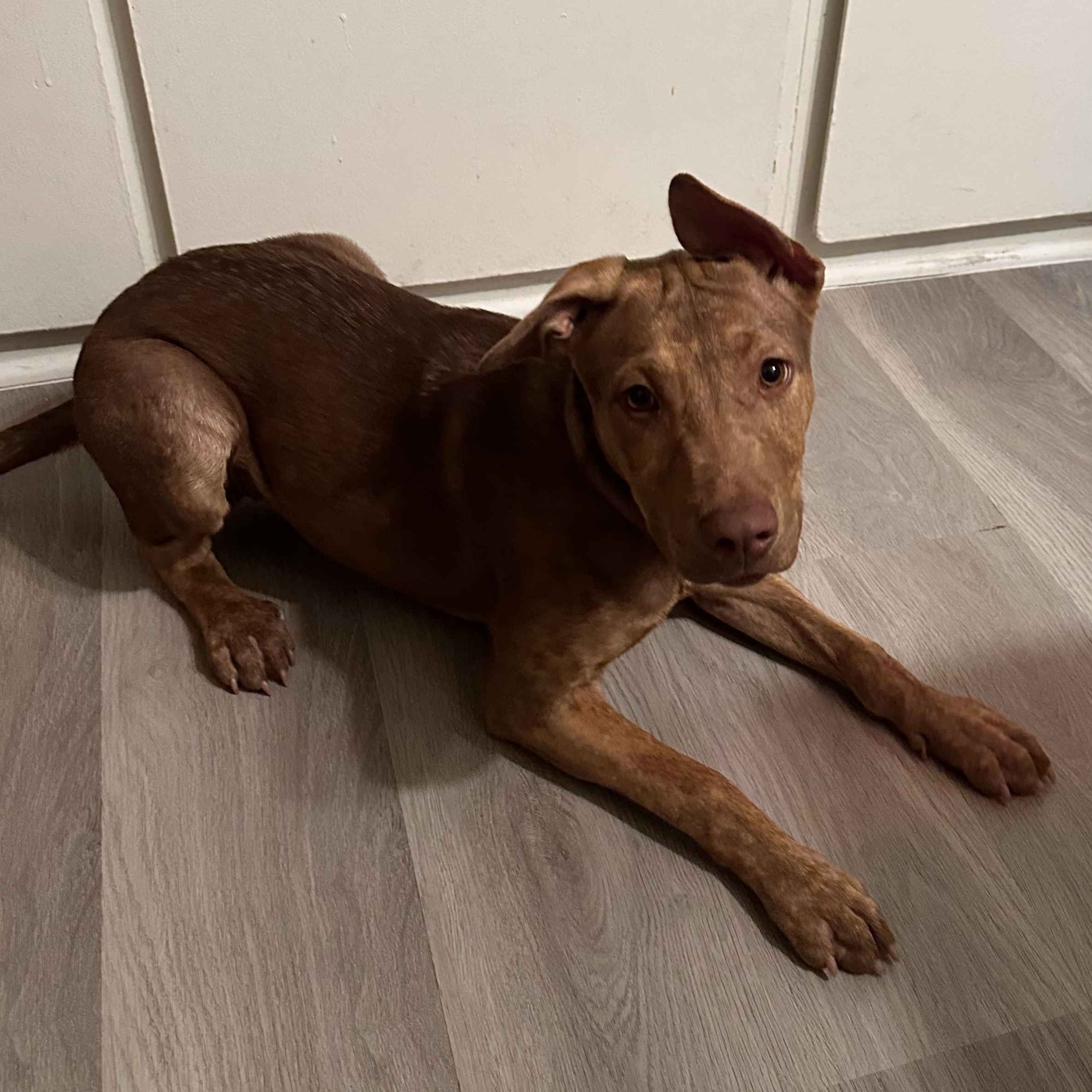 Jewel, an adoptable Vizsla, Pit Bull Terrier in San Diego, CA, 92129 | Photo Image 4