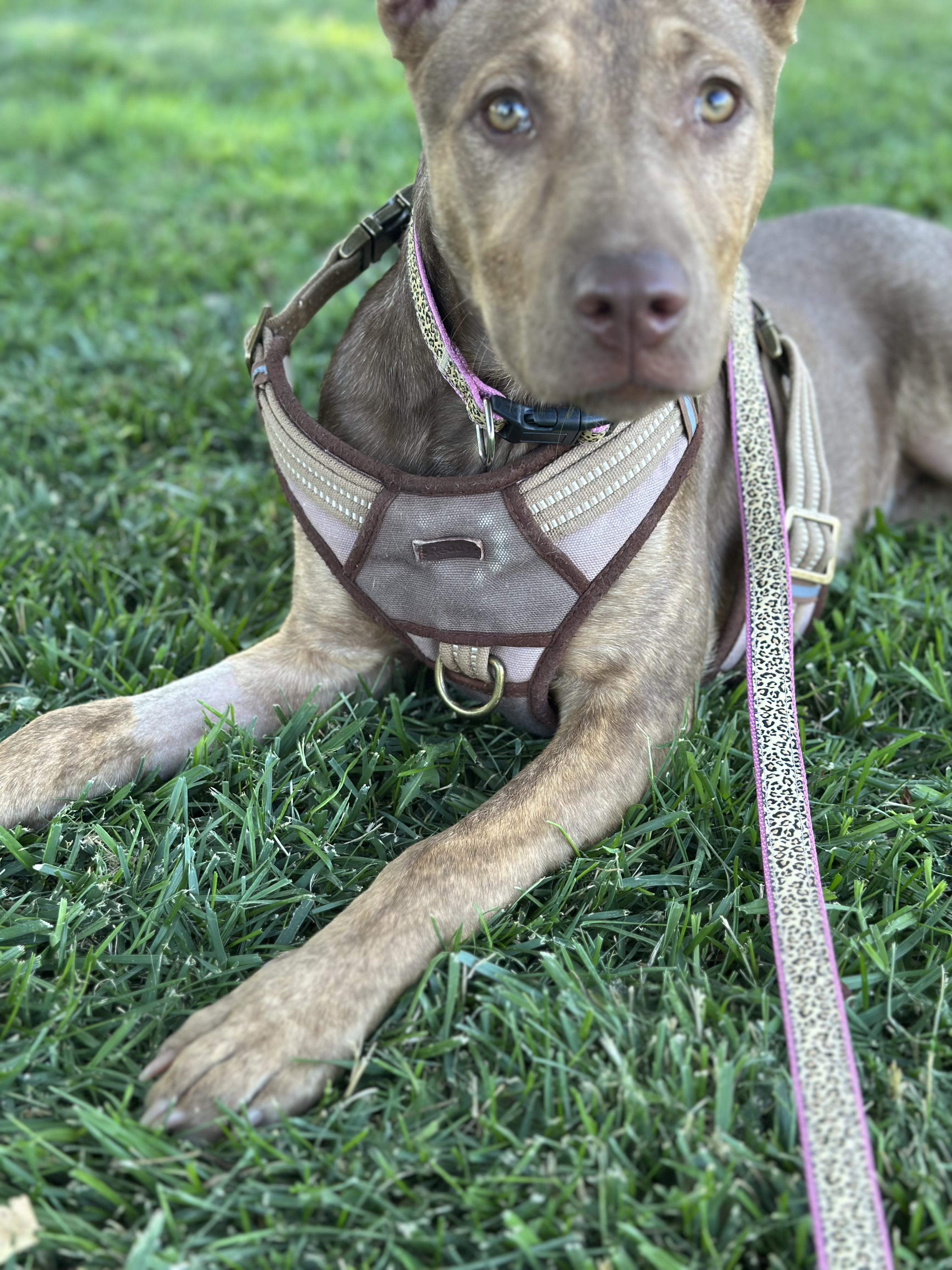 Jewel, an adoptable Vizsla, Pit Bull Terrier in San Diego, CA, 92129 | Photo Image 5