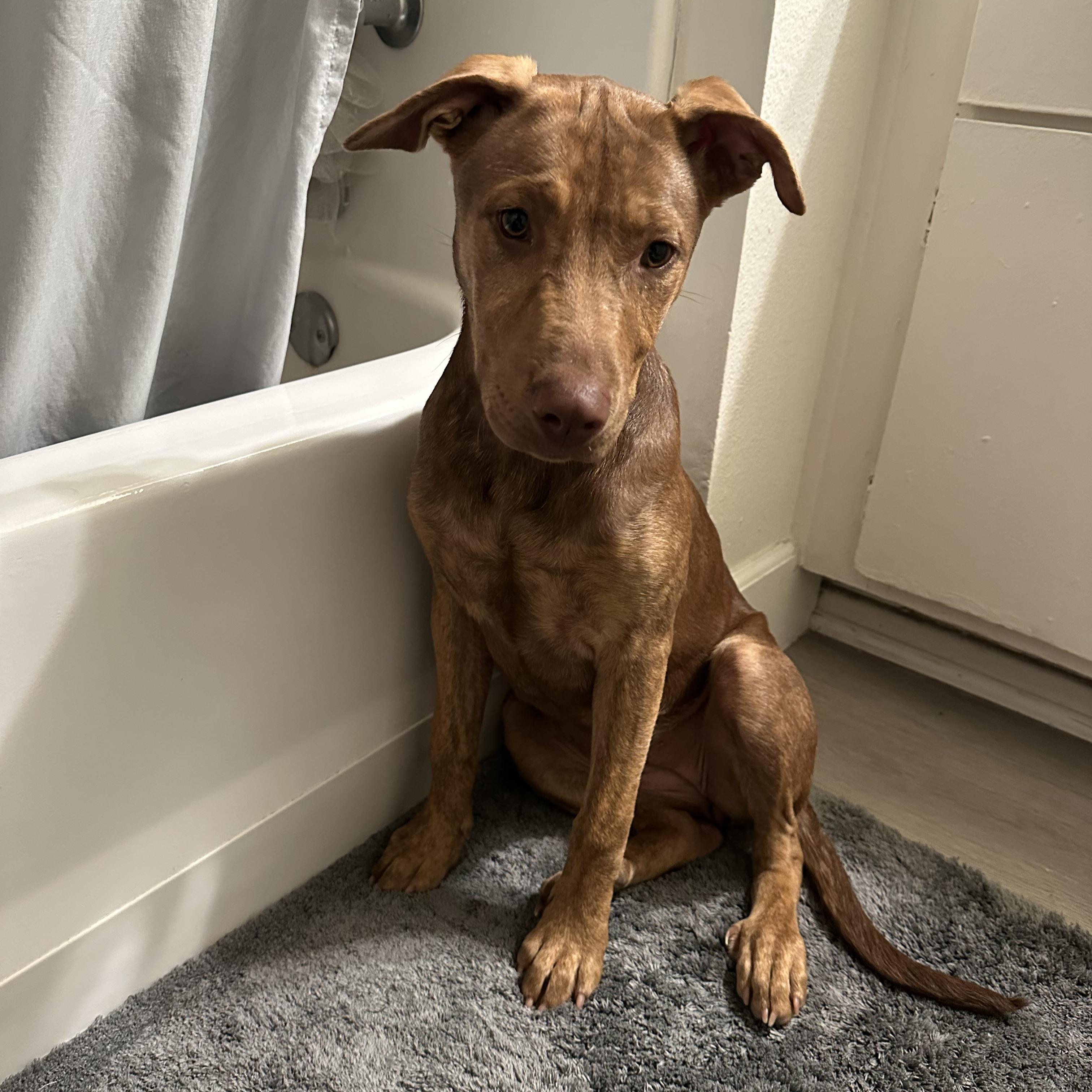 Jewel, an adoptable Vizsla, Pit Bull Terrier in San Diego, CA, 92129 | Photo Image 1