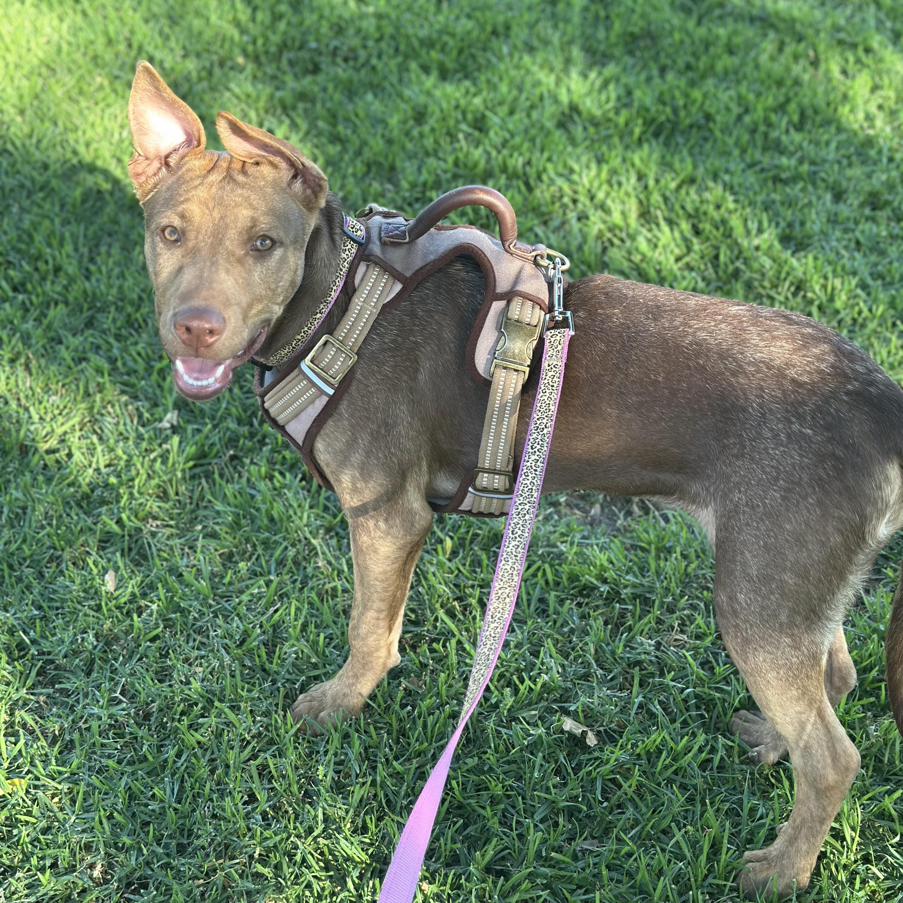 Jewel, an adoptable Vizsla, Pit Bull Terrier in San Diego, CA, 92129 | Photo Image 3