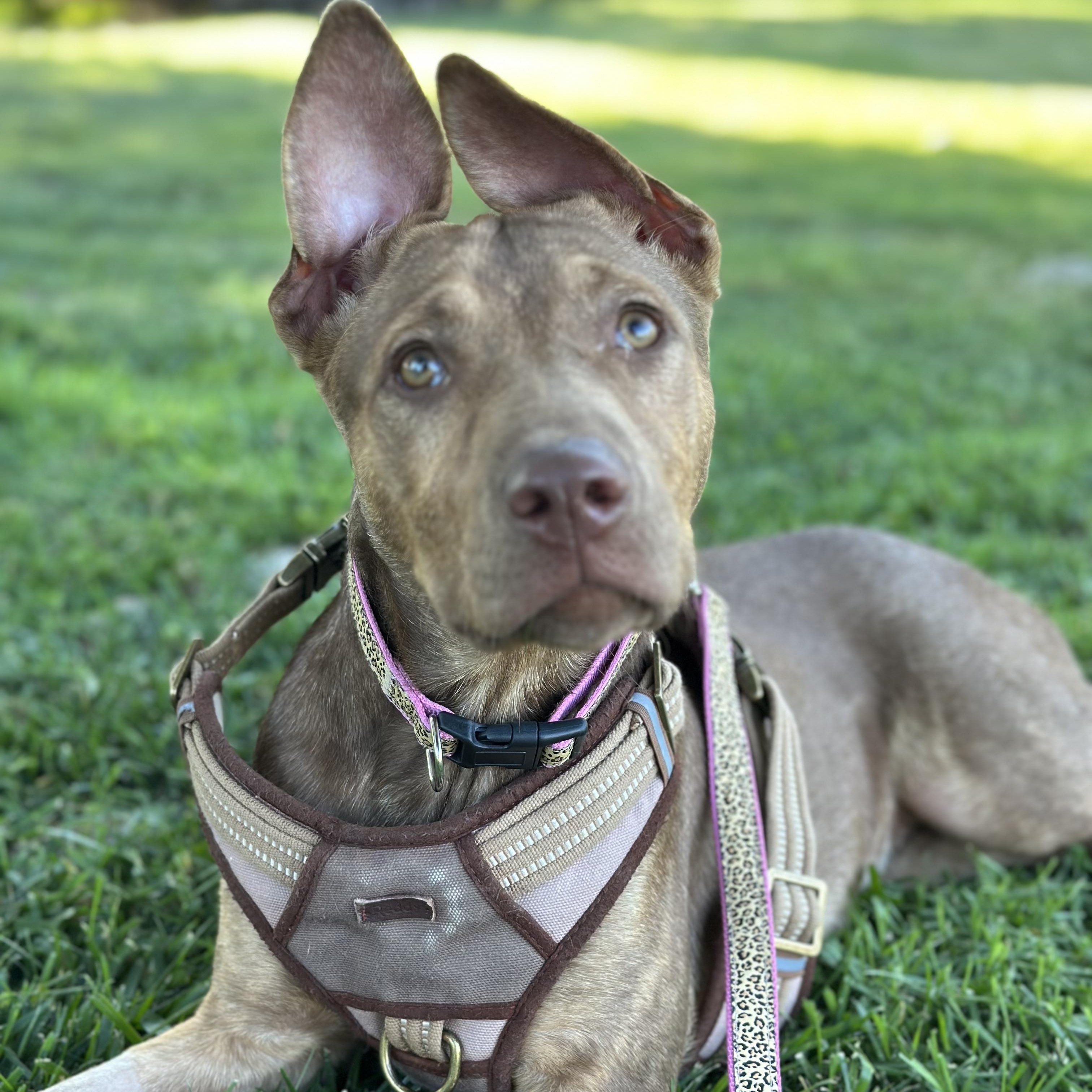 Jewel, an adoptable Vizsla, Pit Bull Terrier in San Diego, CA, 92129 | Photo Image 2