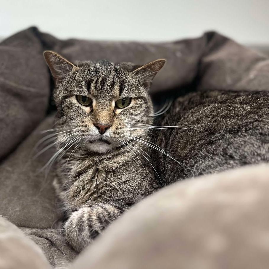 Arabella, Adoptable, Senior Female Domestic Short Hair.