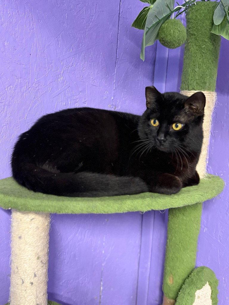 Enlarge Puma, a Adoptable Domestic Short Hair in Battle Ground, WA image 1/2