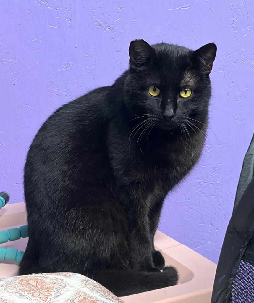 Enlarge Puma, a Adoptable Domestic Short Hair in Battle Ground, WA image 2/2