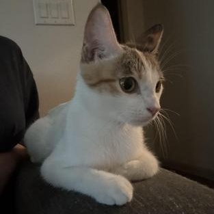 Sammie (Samantha) — thumbnail 3