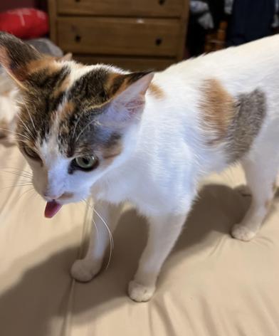 Sammie (Samantha) — thumbnail 5