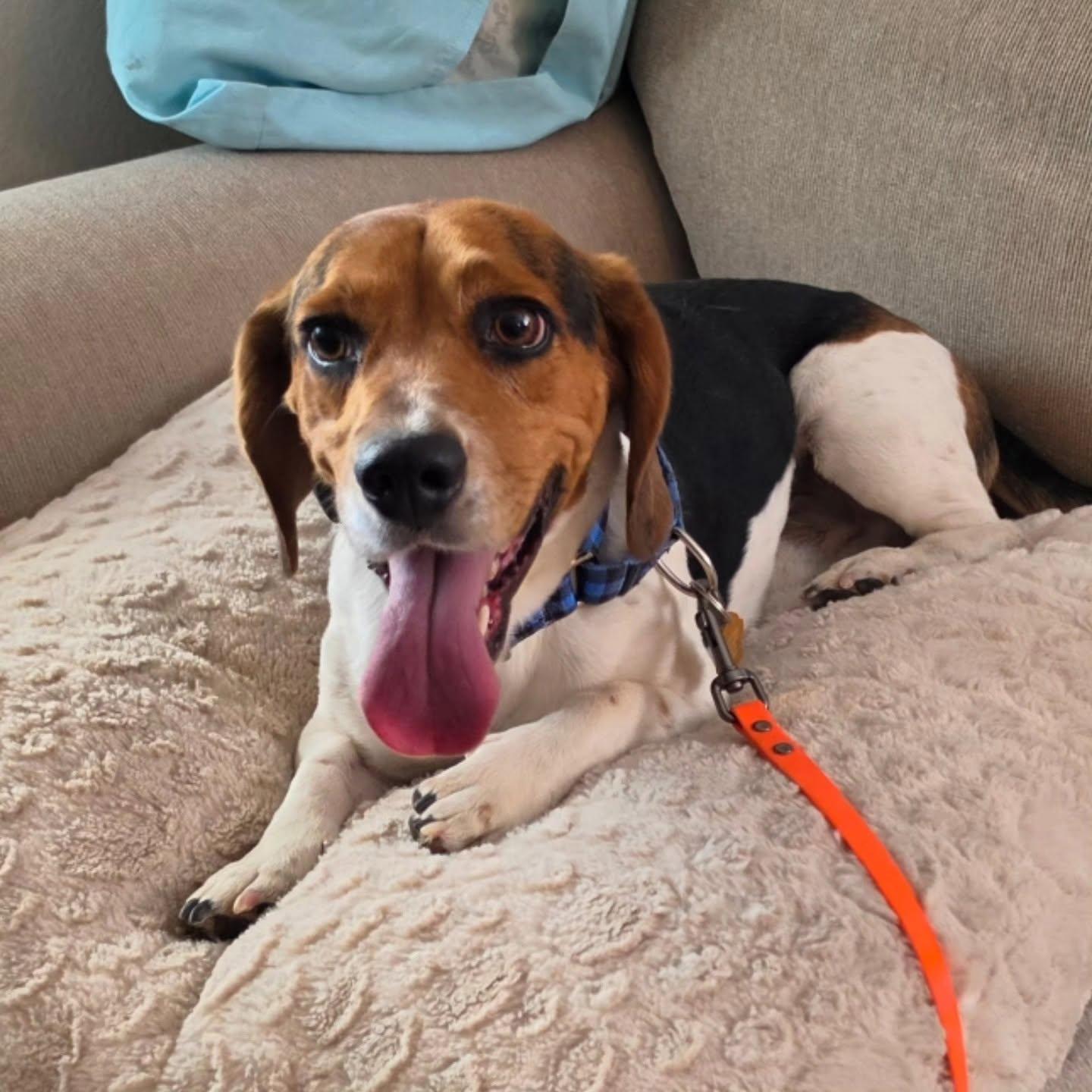 Zeus, Adoptable, Young Male Beagle & Basset Hound.
