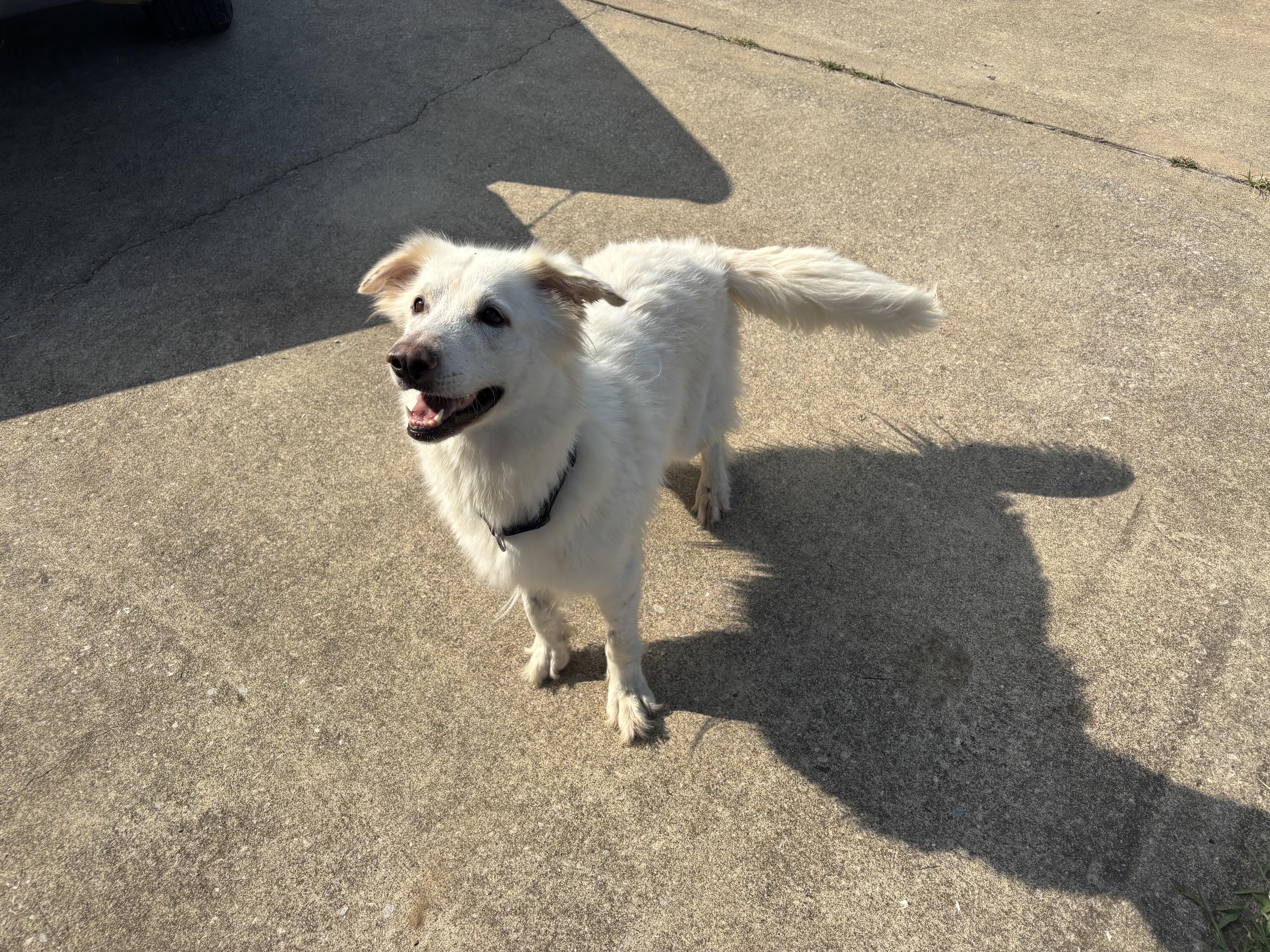 Piper, a Adoptable mixed breed in Mount Juliet, TN image 2/4